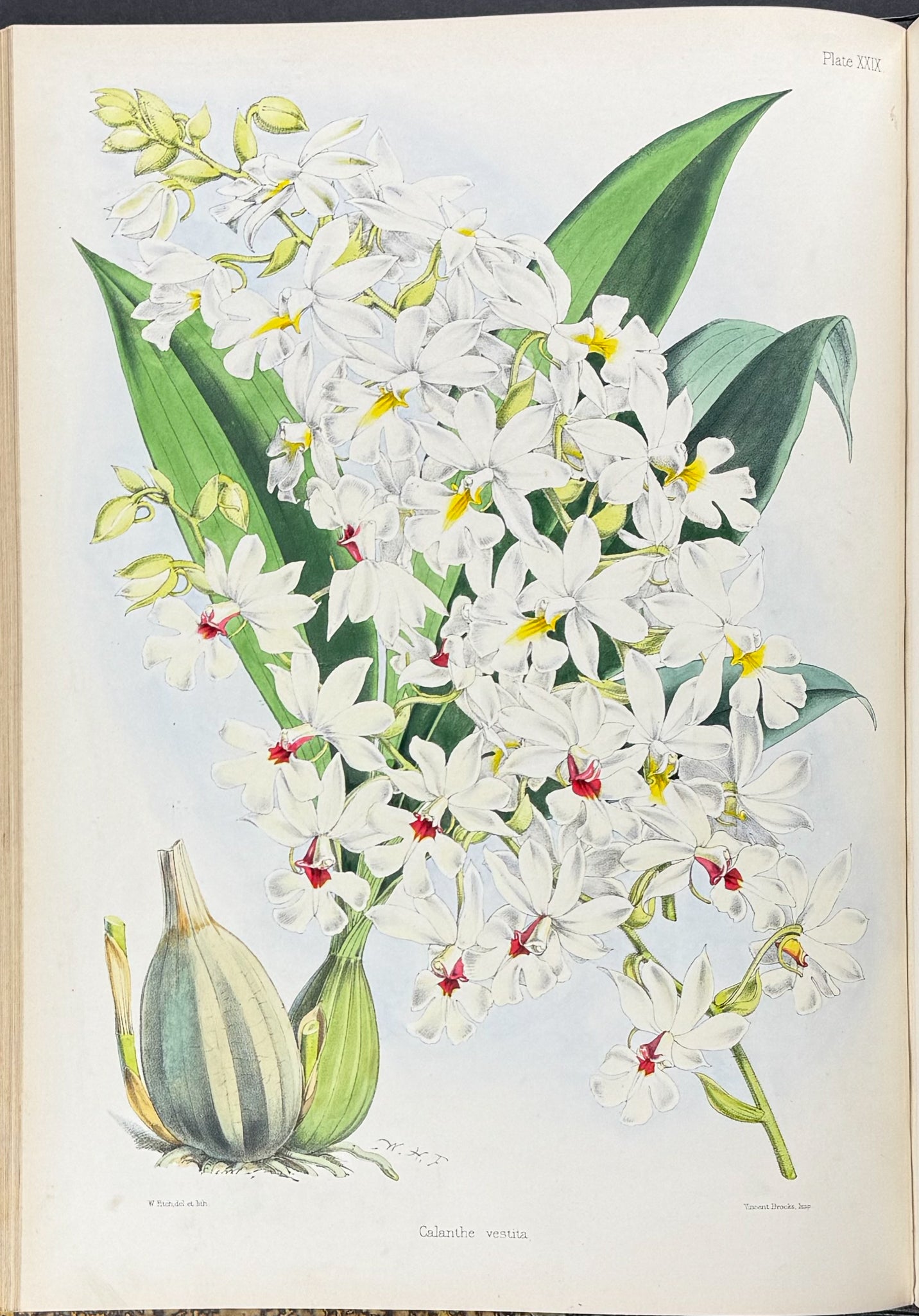 Warner & Williams's Orchidaceous Plants - Volume with 40 Folio Orchid Lithographs