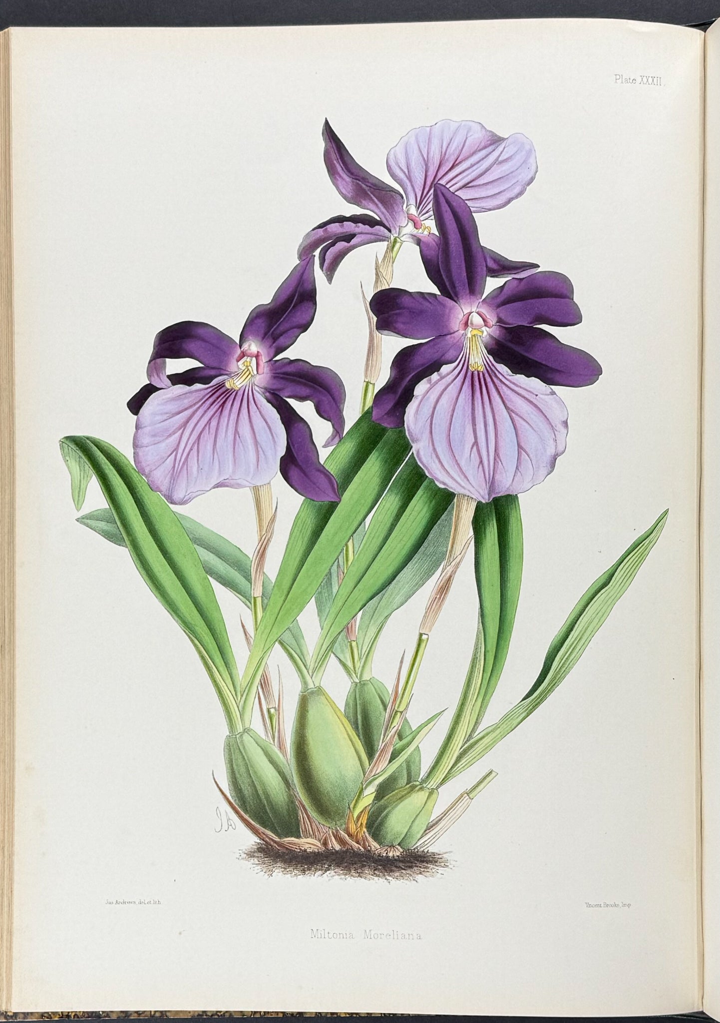 Warner & Williams's Orchidaceous Plants - Volume with 40 Folio Orchid Lithographs