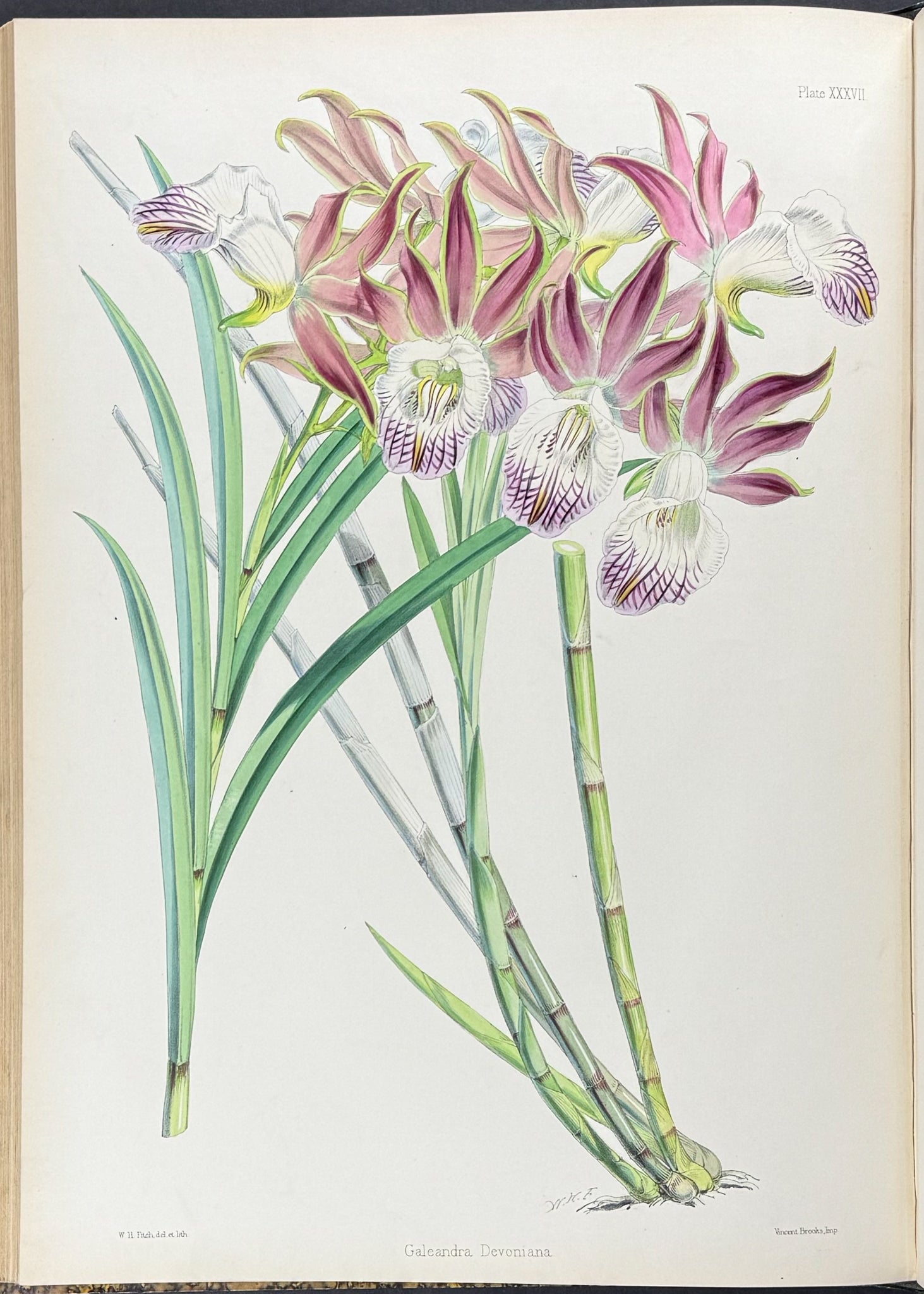 Warner & Williams's Orchidaceous Plants - Volume with 40 Folio Orchid Lithographs