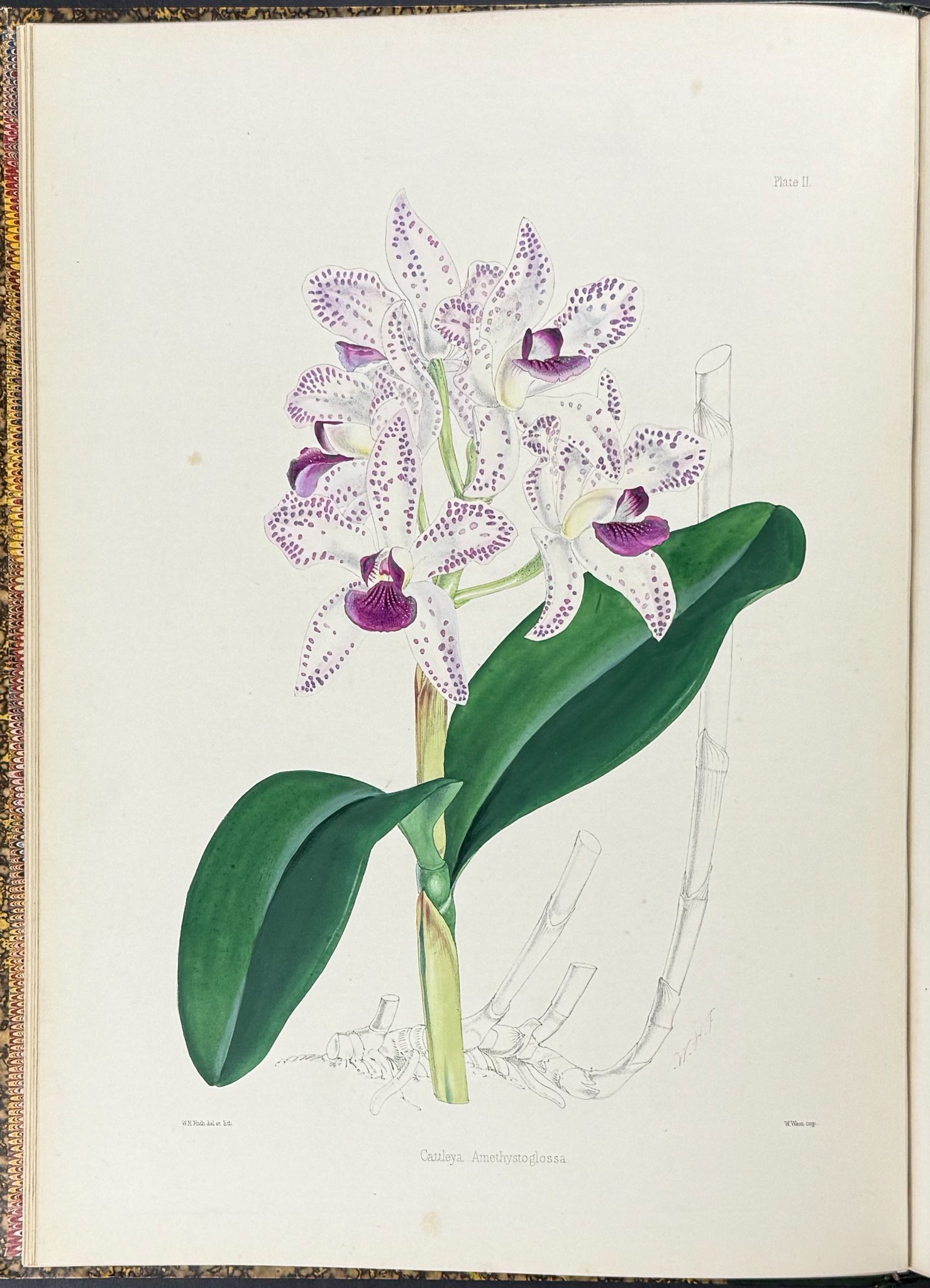 Warner & Williams's Orchidaceous Plants - Volume with 40 Folio Orchid Lithographs