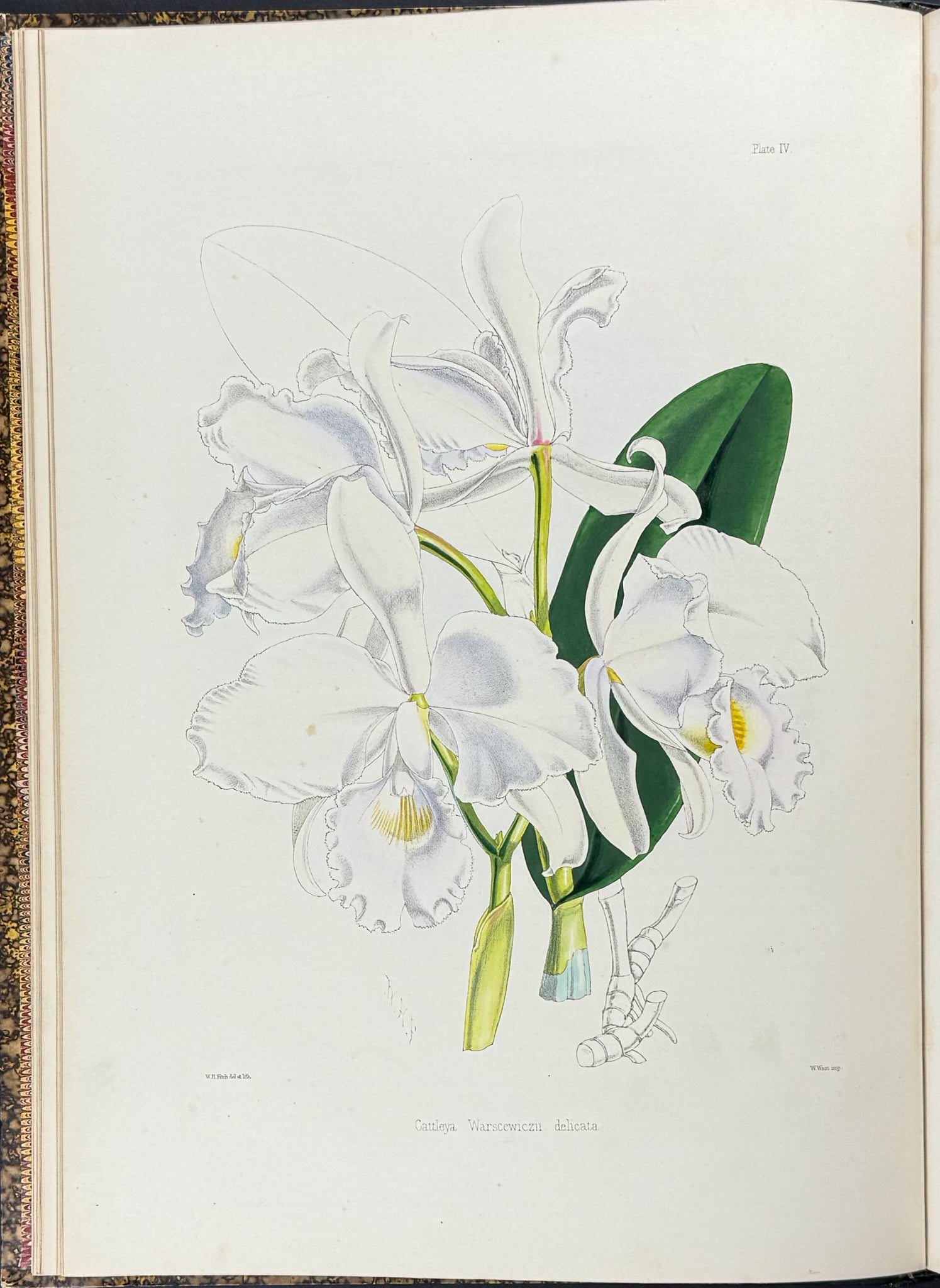 Warner & Williams's Orchidaceous Plants - Volume with 40 Folio Orchid Lithographs
