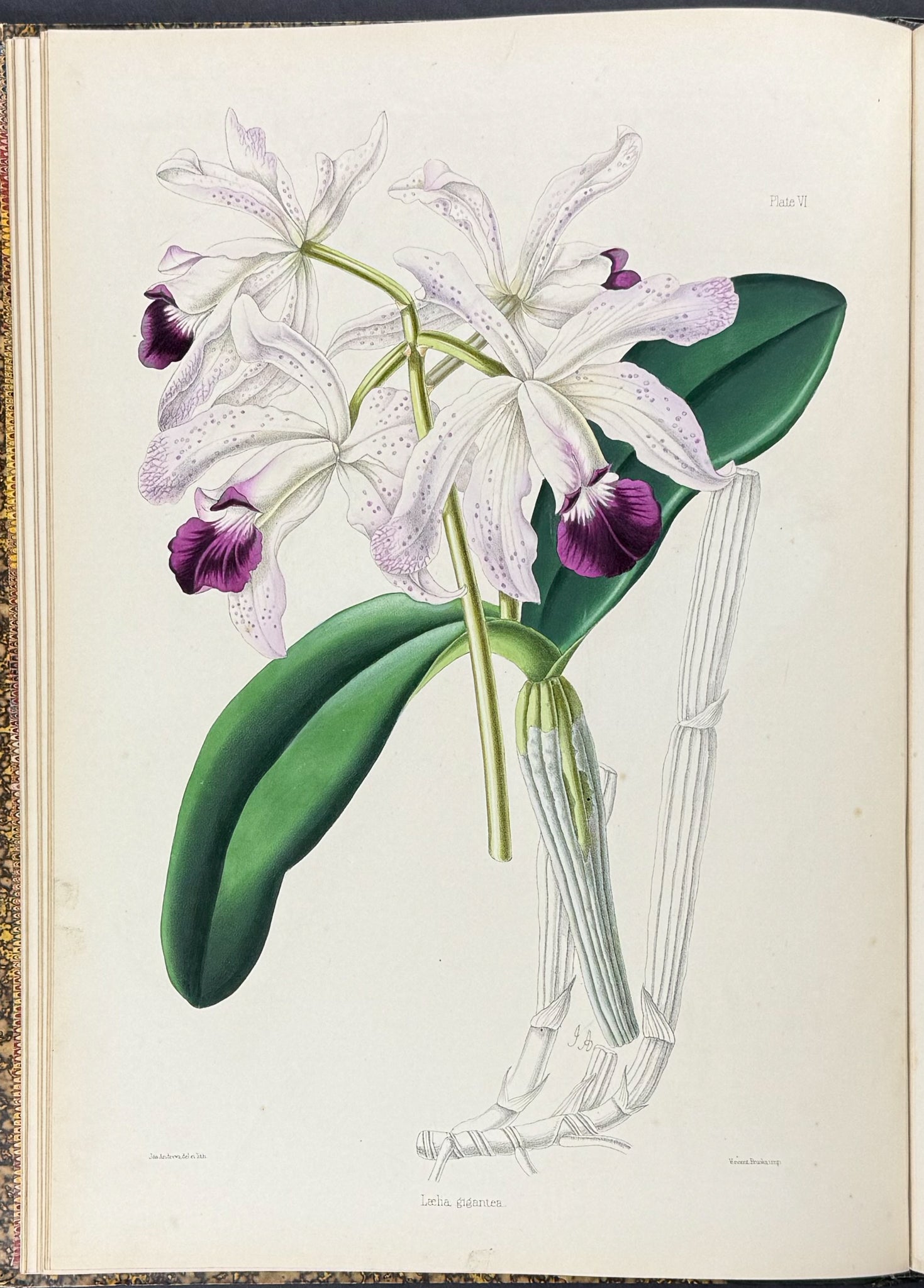 Warner & Williams's Orchidaceous Plants - Volume with 40 Folio Orchid Lithographs
