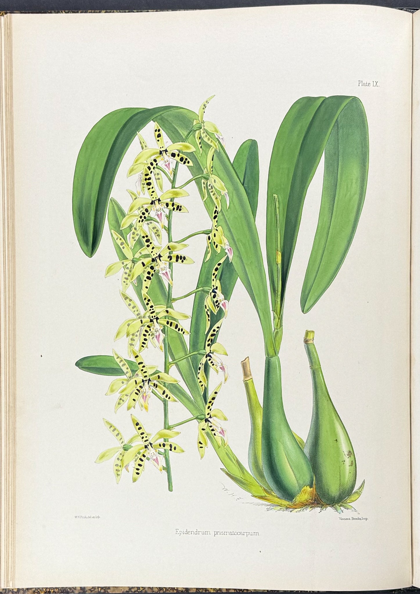 Warner & Williams's Orchidaceous Plants - Volume with 40 Folio Orchid Lithographs