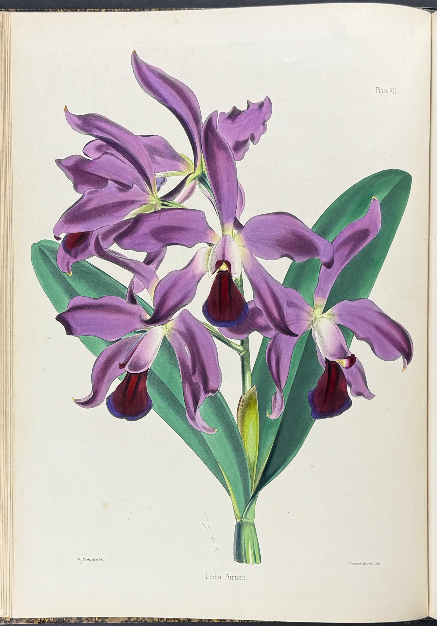 Warner & Williams's Orchidaceous Plants - Volume with 40 Folio Orchid Lithographs