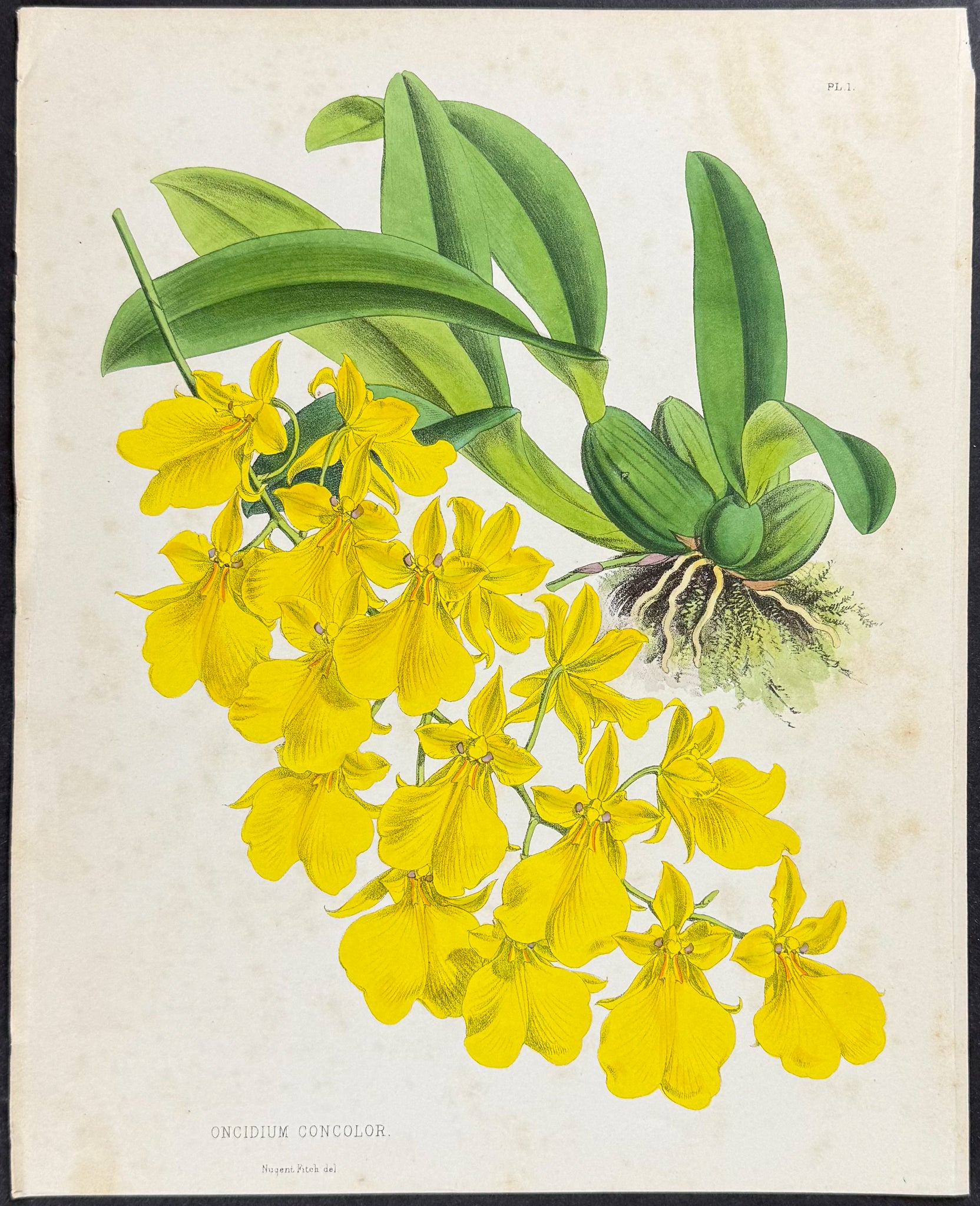 Orchid - Oncidium Concolor