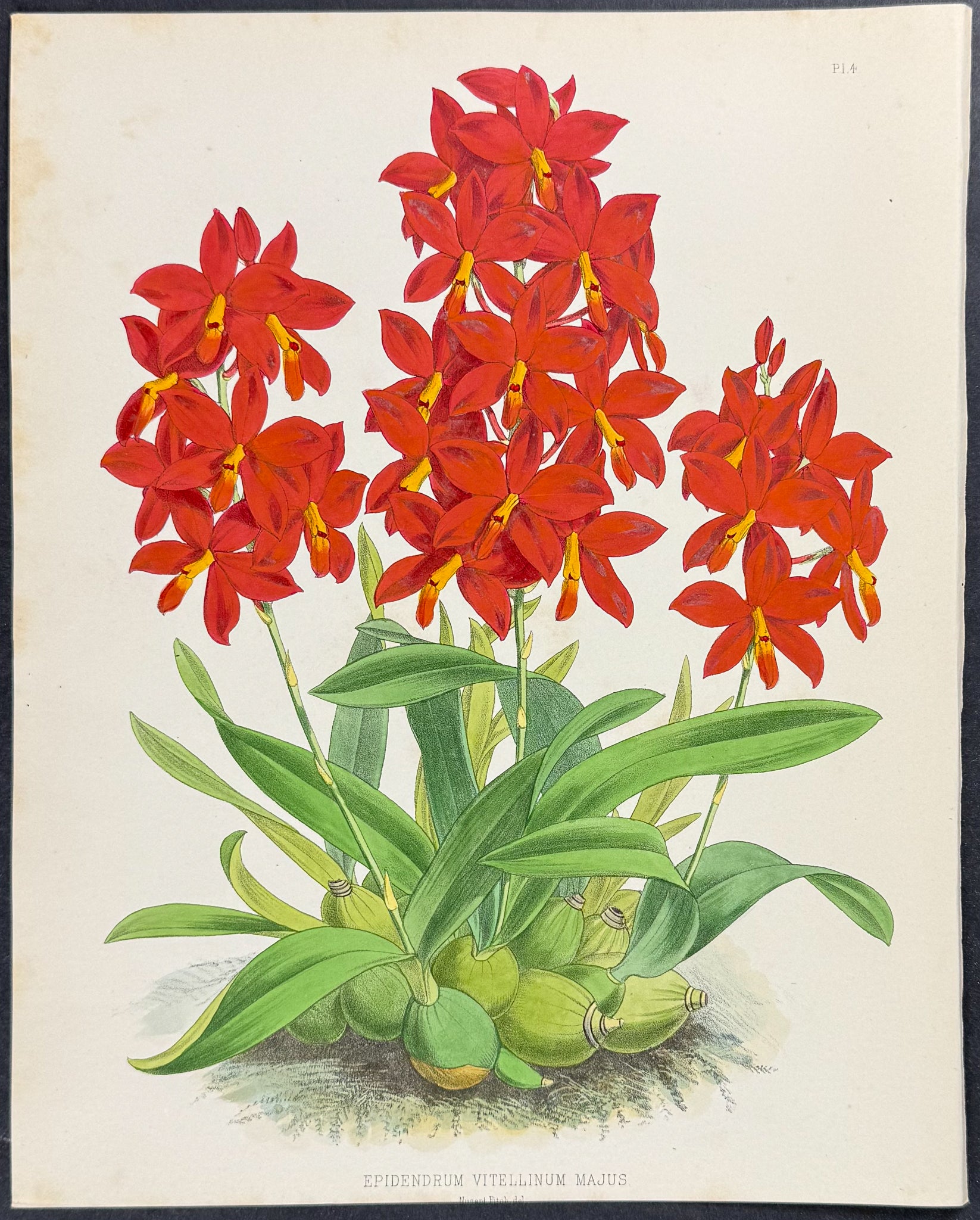 Orchid - Epidendrum Vitellinum