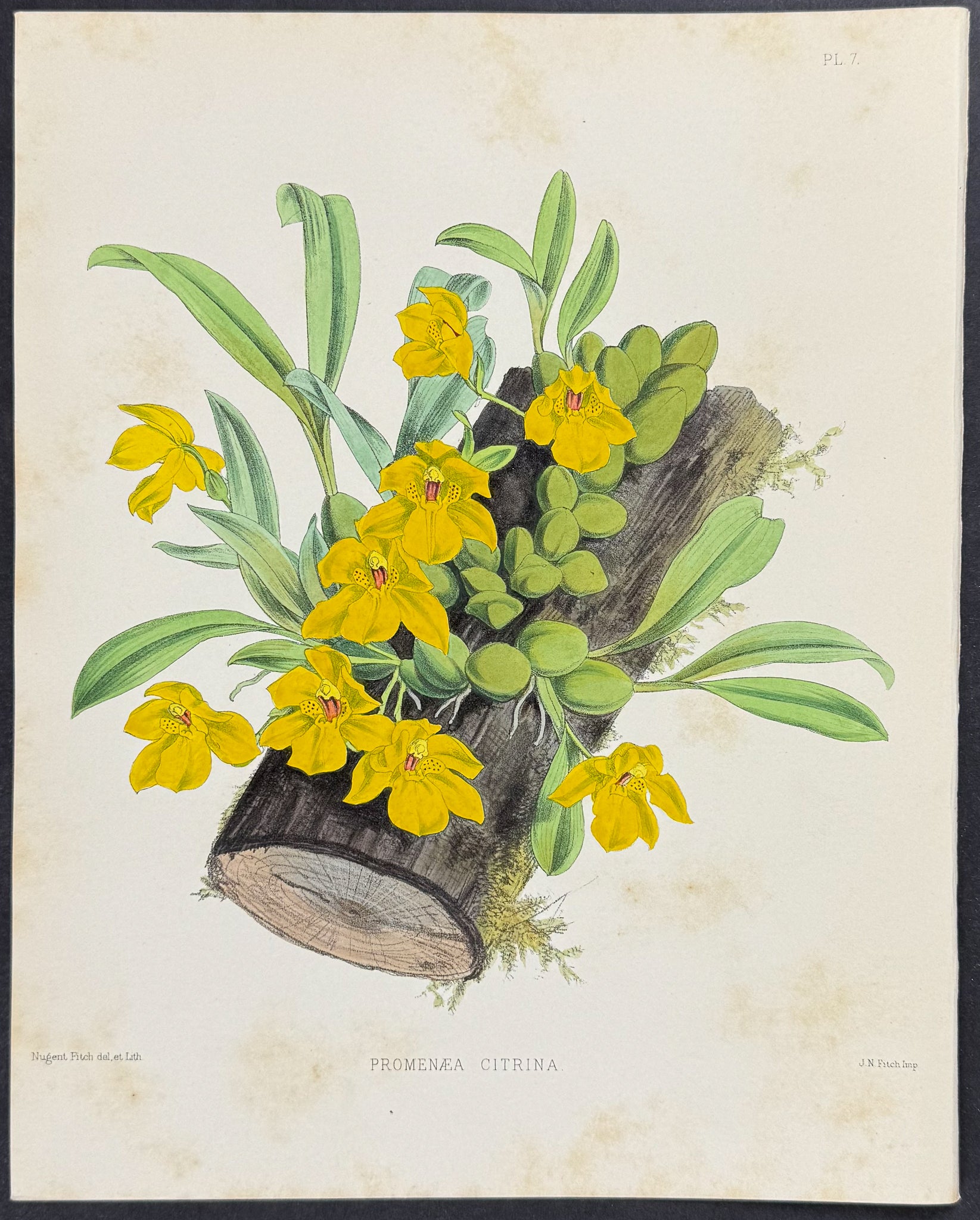 Orchid - Promenaea Citrina
