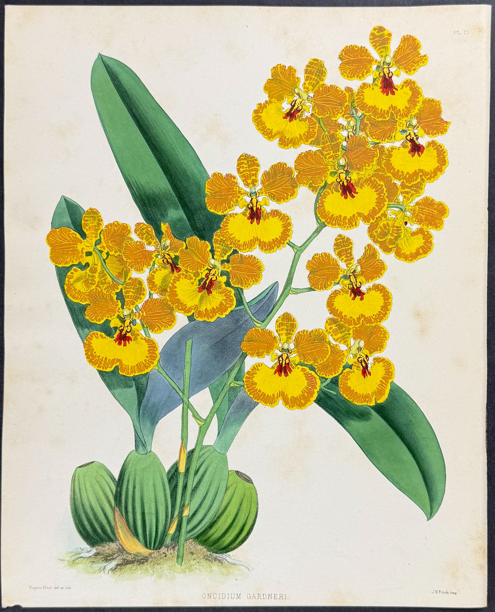 Orchid - Oncidium Gardneri