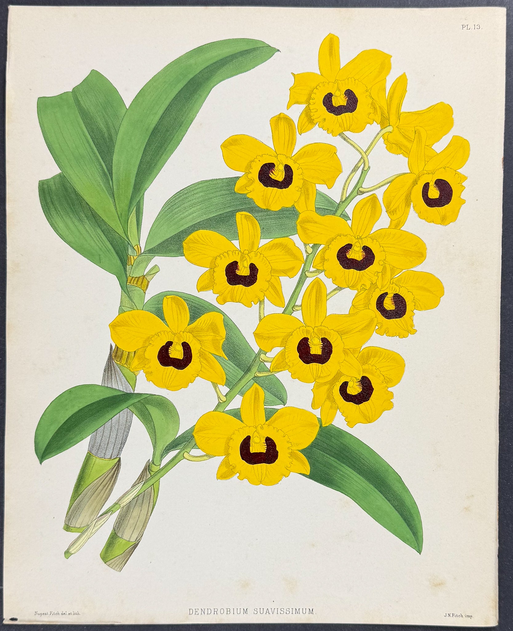 Orchid - Dendrobium Suavissimum