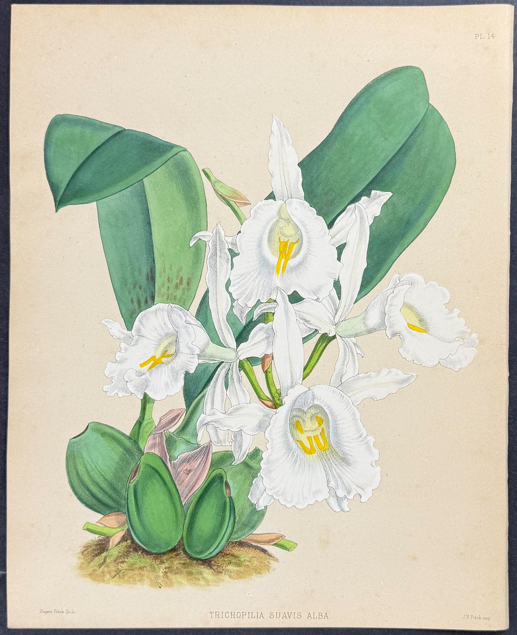 Orchid - Trichopilia Suavis Allba