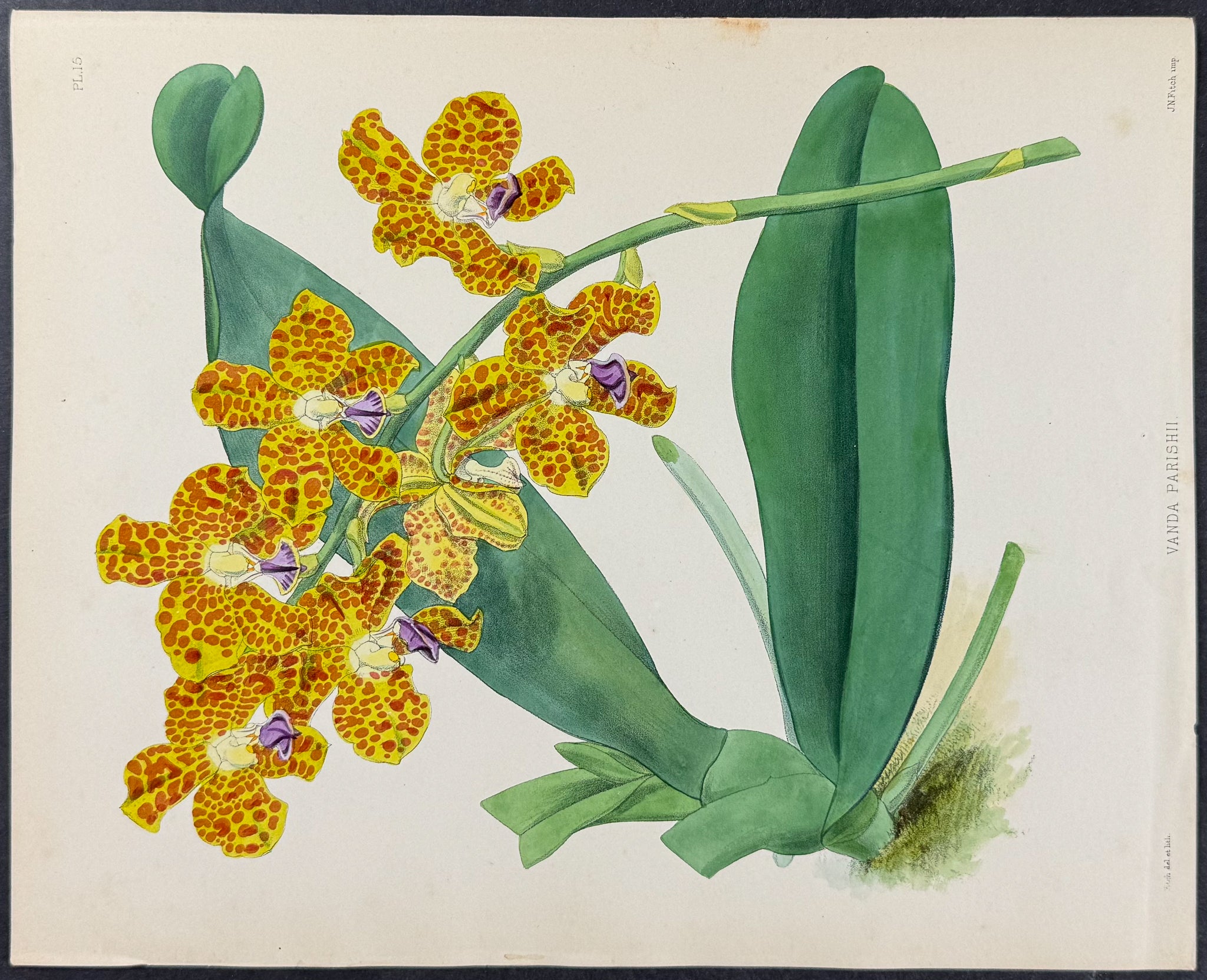 Orchid - Vanda Parishii