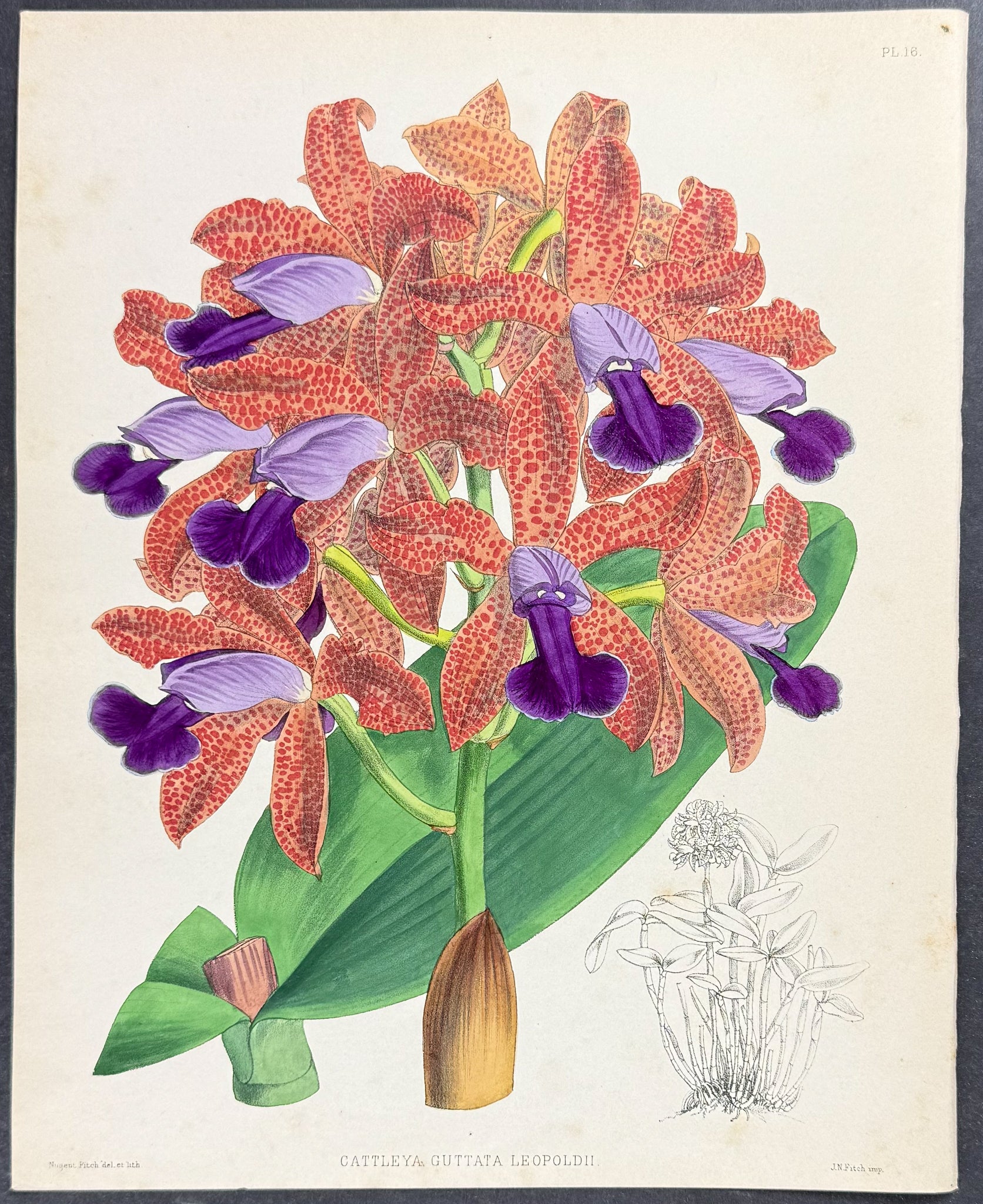 Orchid - Cattleya Guttata Leopoldii
