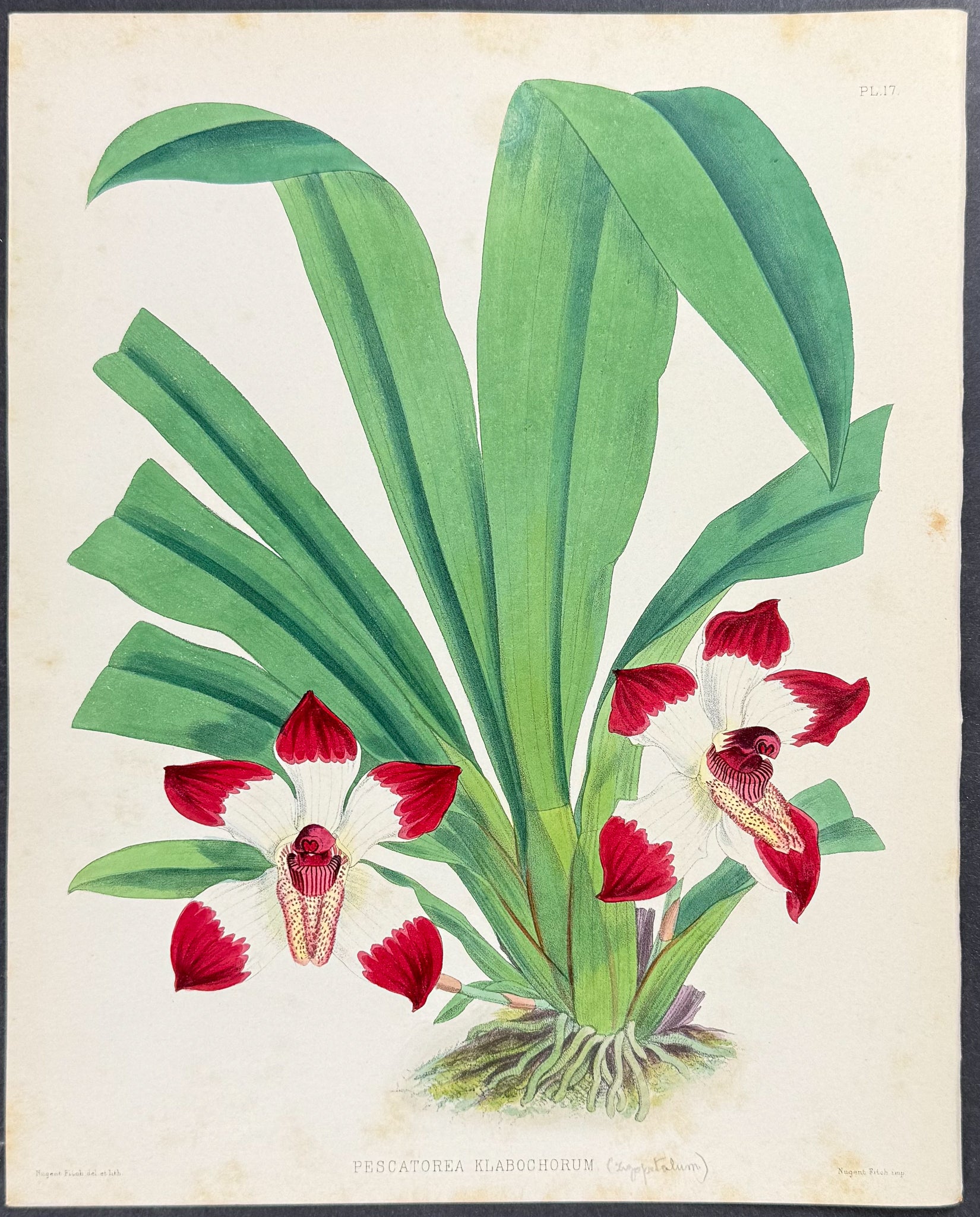 Orchid - Pescatorea Klabochorum