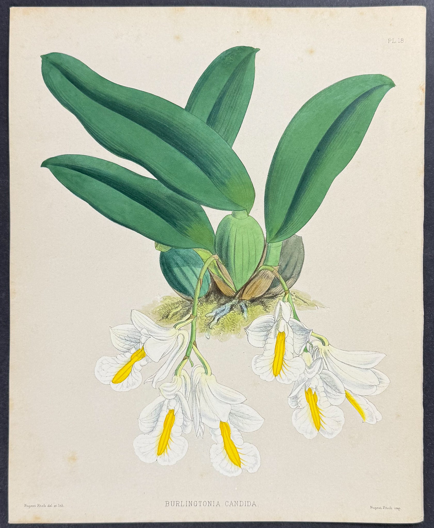 Orchid - Burlingtonia Candida