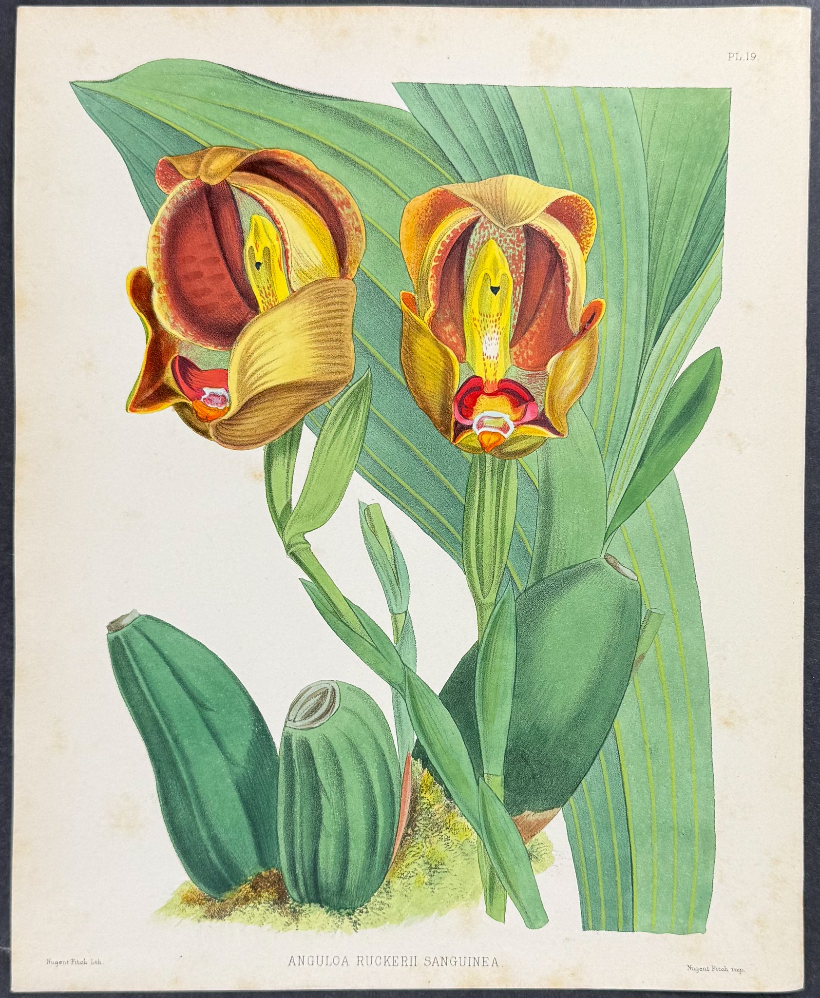 Orchid - Anguloa Ruckerii Sanguinea