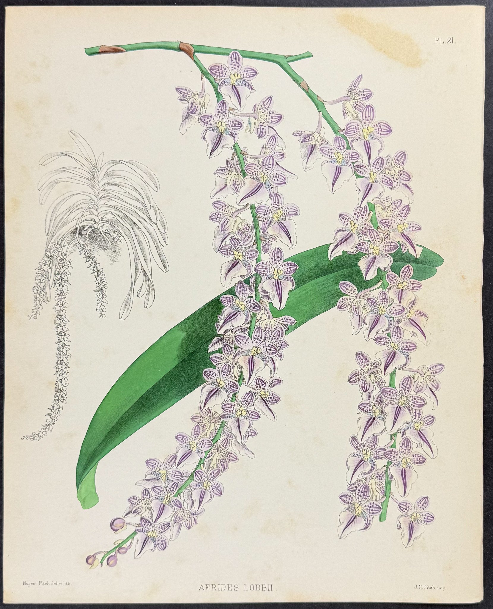 Orchid - Aerides Lobbii