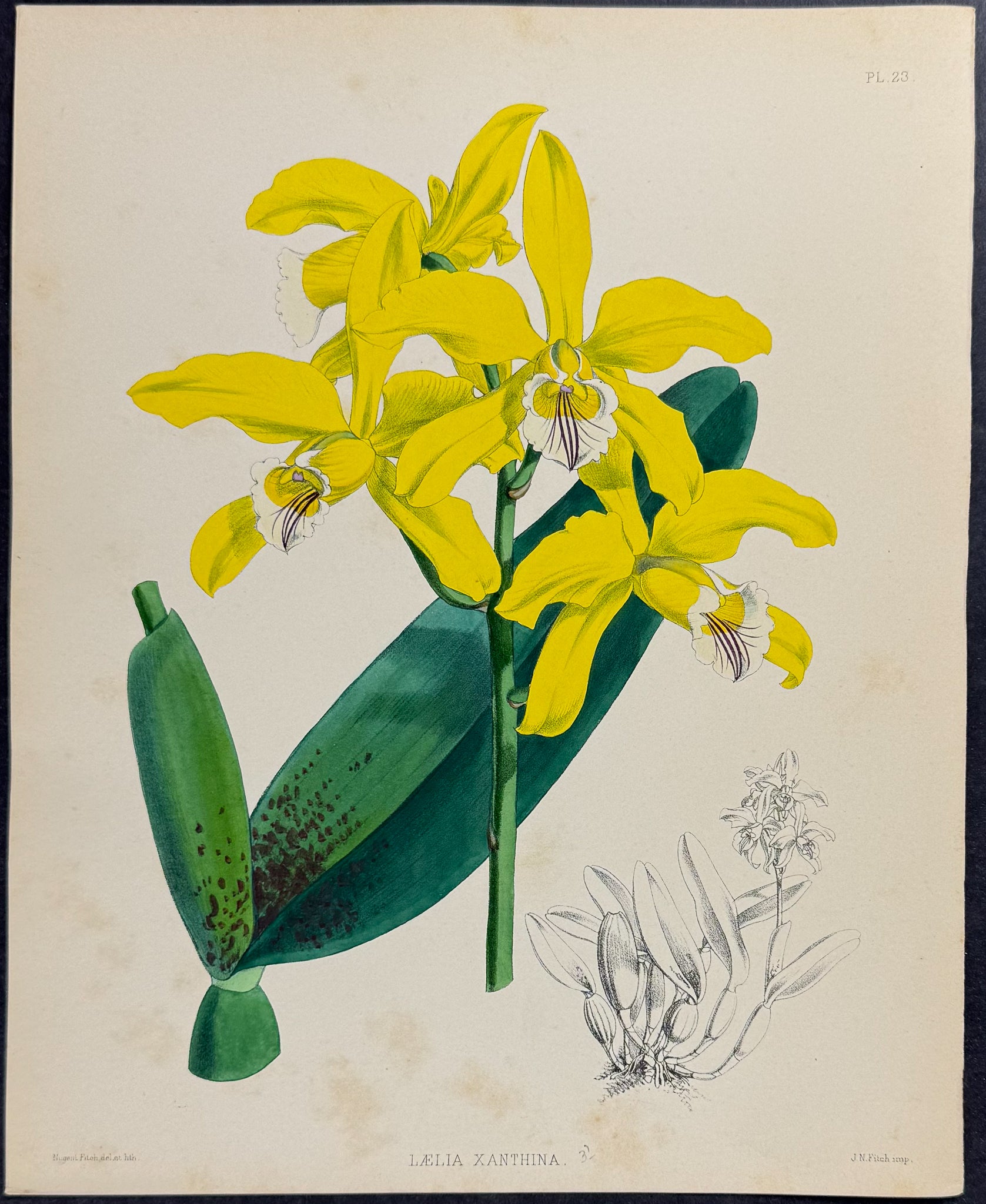 Orchid - Laelia Xanthina