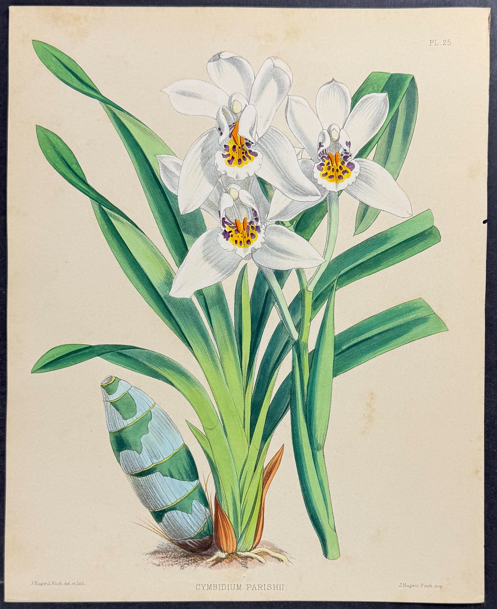 Orchid - Cymbidium Parishii