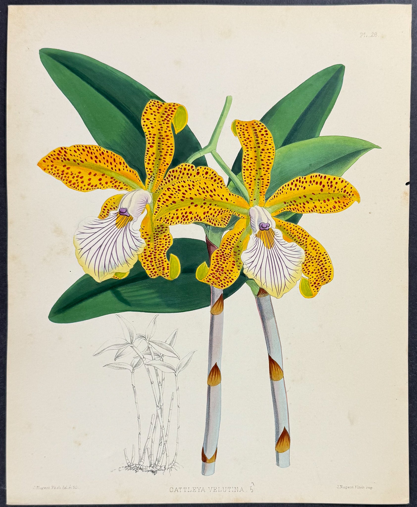 Orchid - Cattleya Velutina