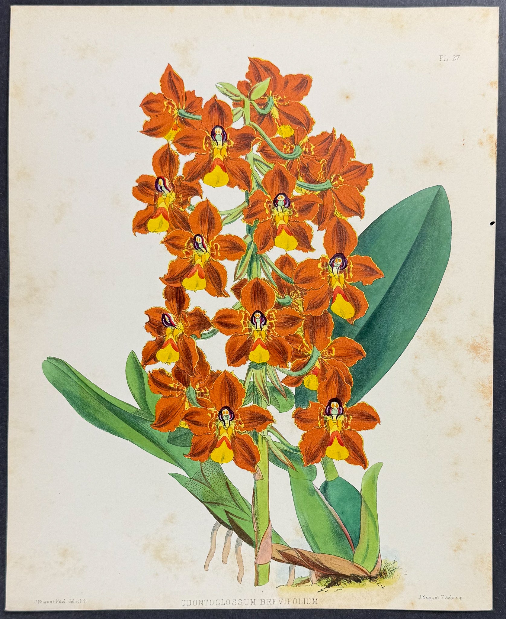 Orchid - Odontoglossum Brevifolium