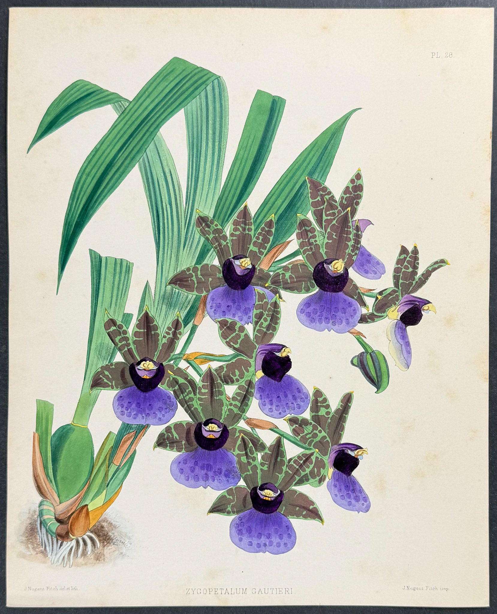 Orchid - Zygopetalum Gautieri