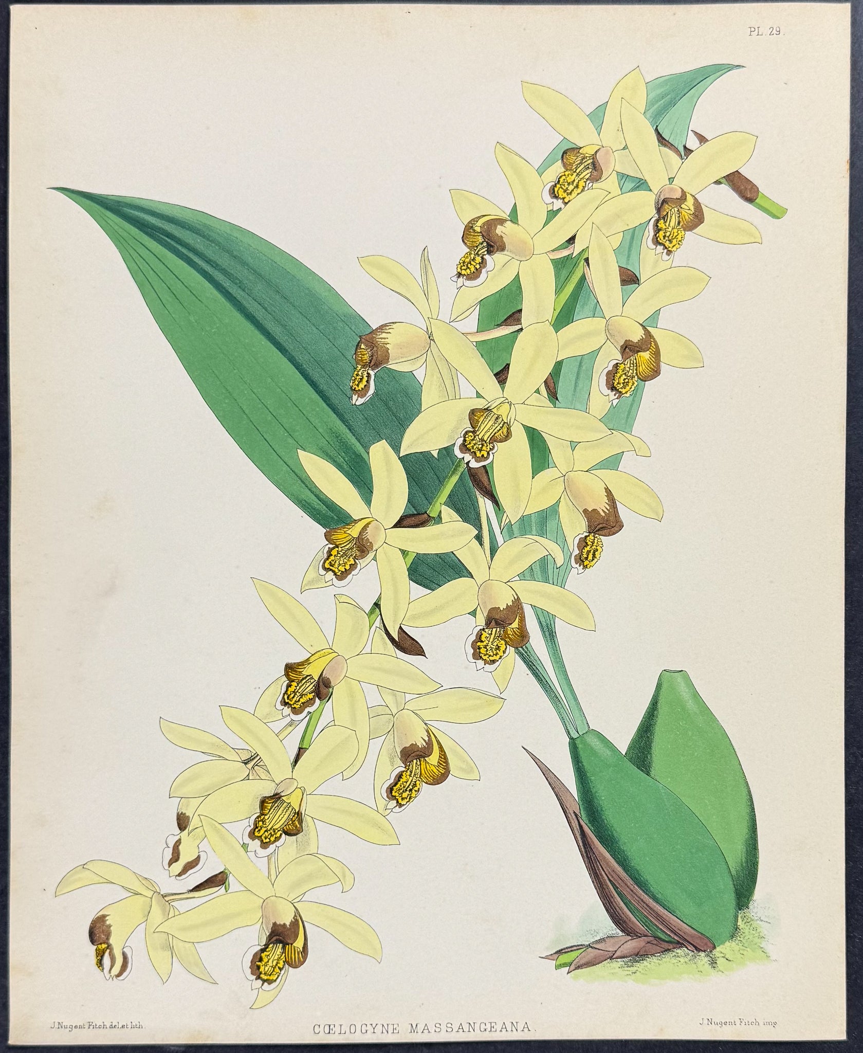 Orchid - Coelogyne Massangeana