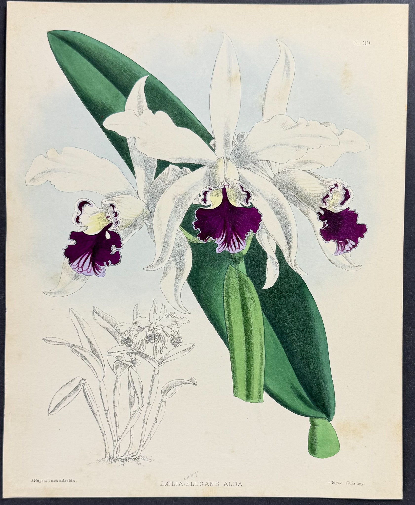 Orchid - Laelia-elegans Alba