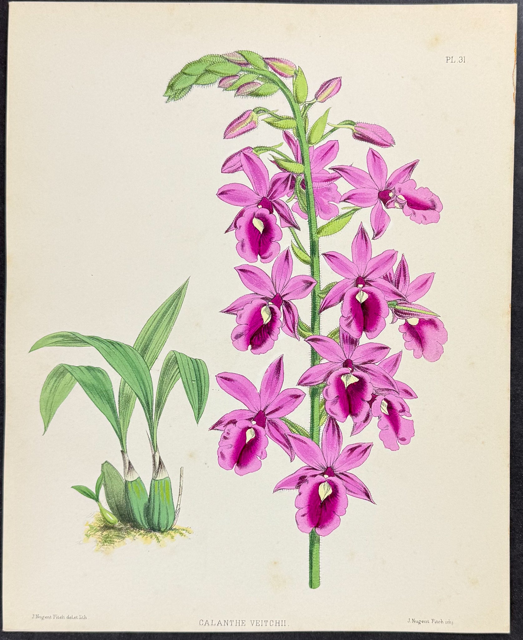 Orchid - Calanthe Veitchii