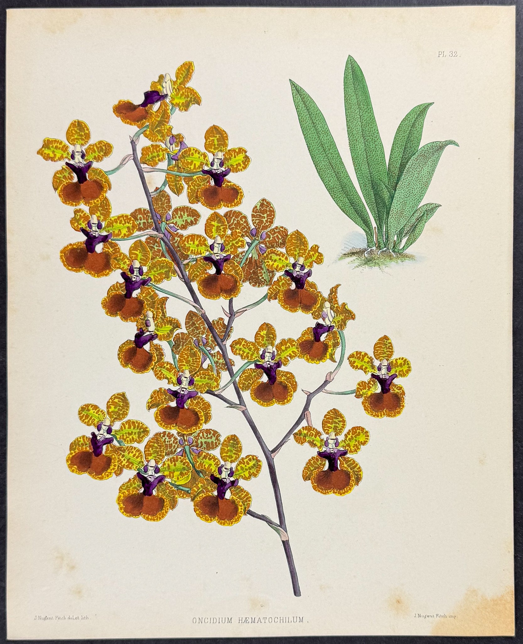 Orchid - Oncidium Haematochilum