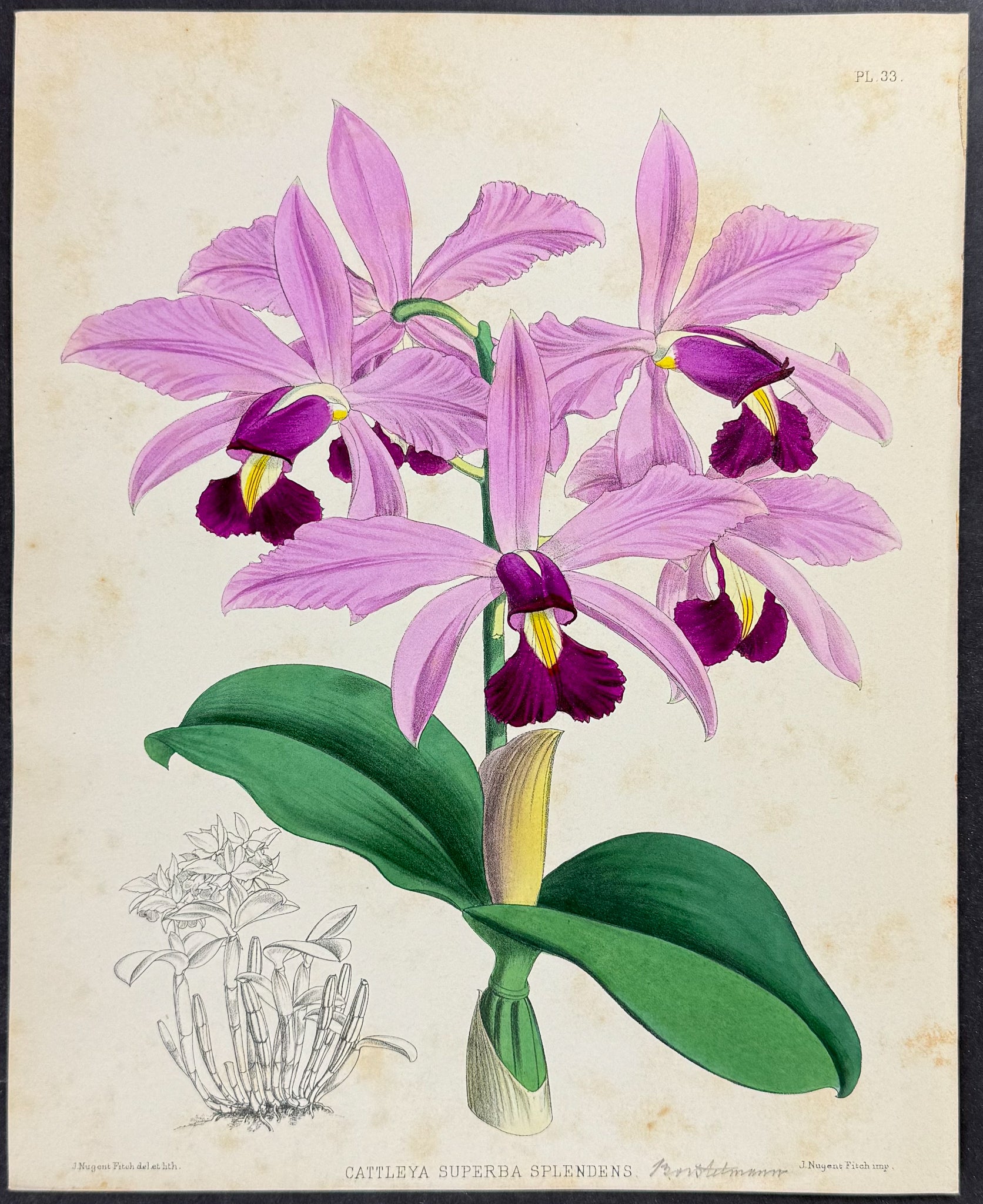 Orchid - Cattleya Superba Splendens