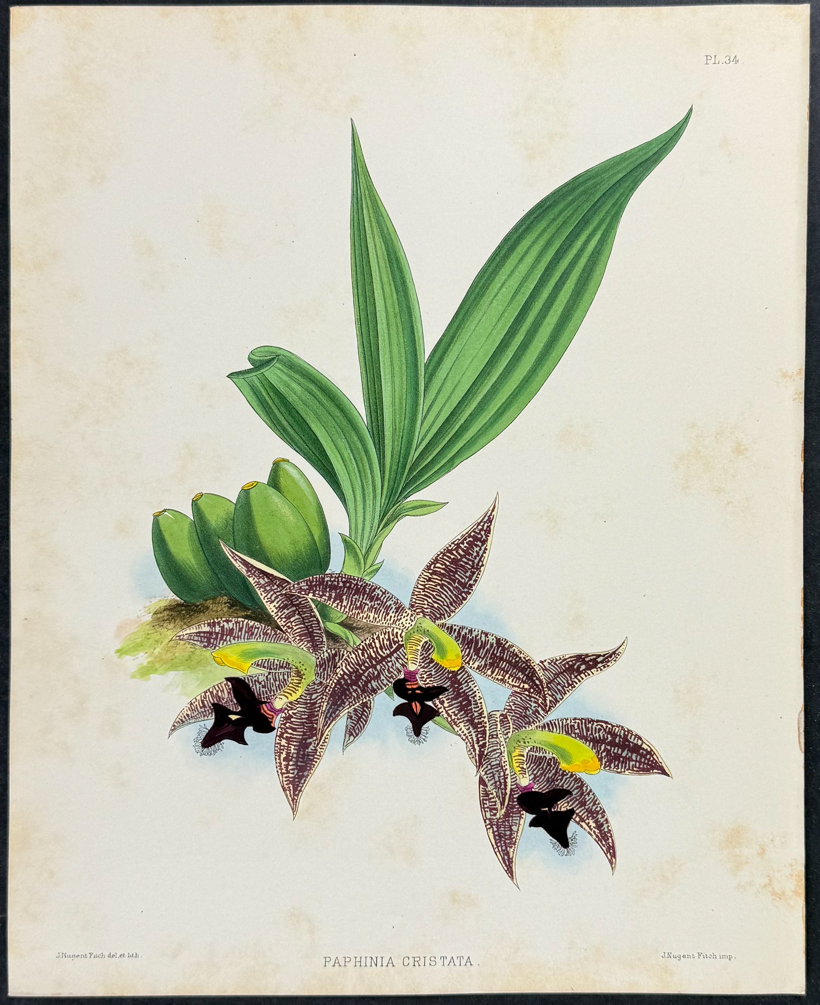 Orchid - Paphinia Cristata