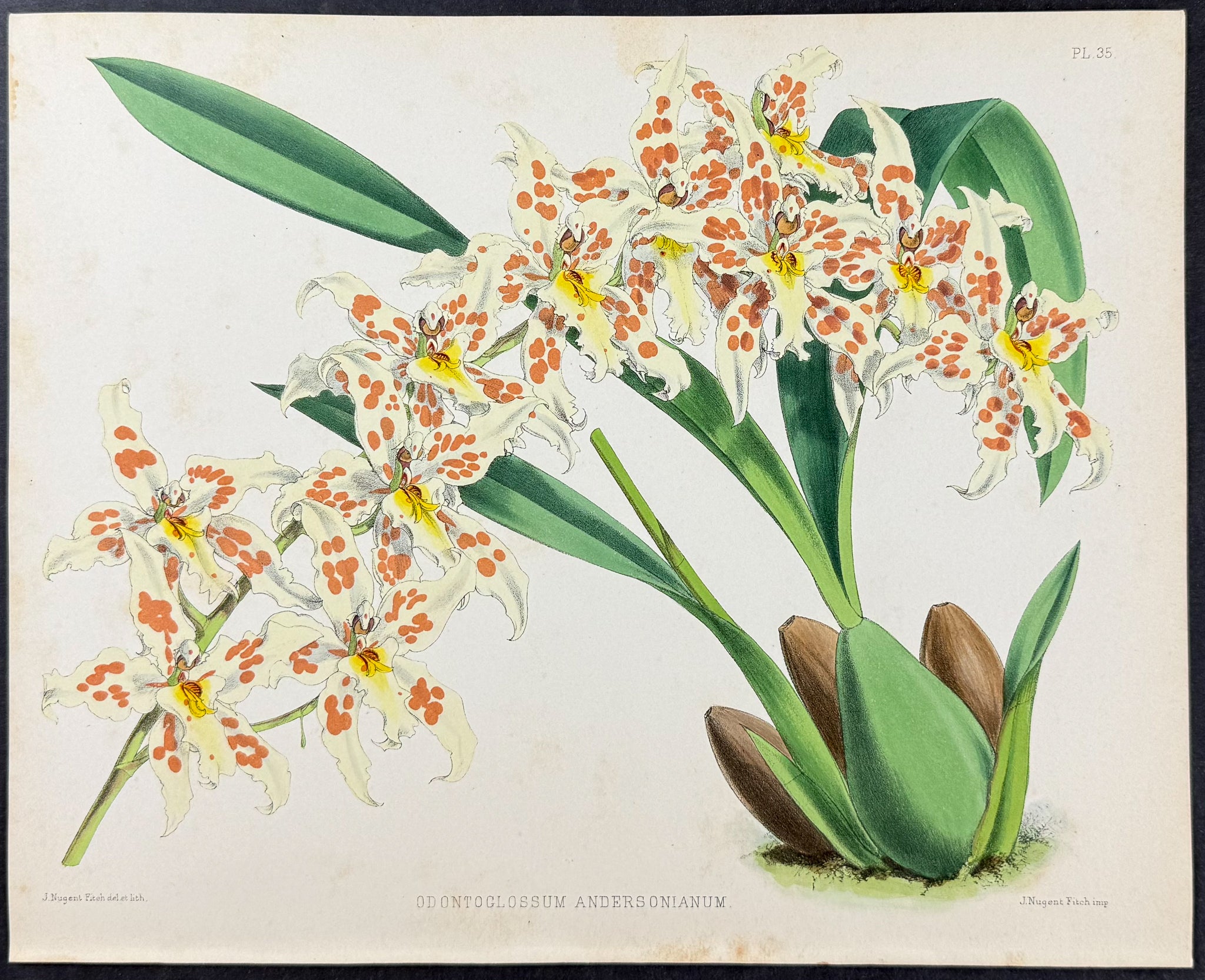Orchid - Odontoglossum Andersonianum