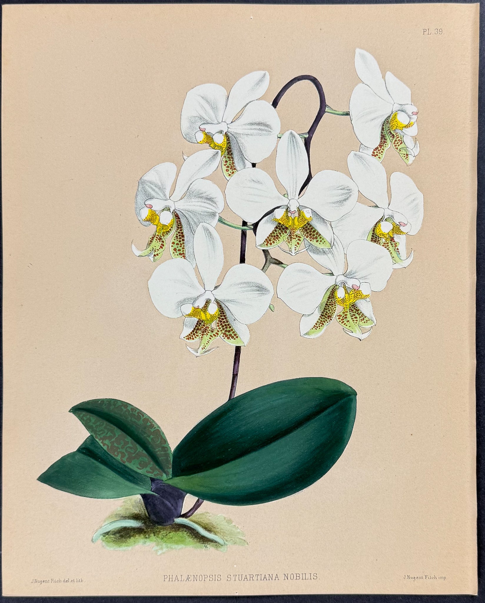 Orchid - Phalaenopsis Stuartiana Nobilis