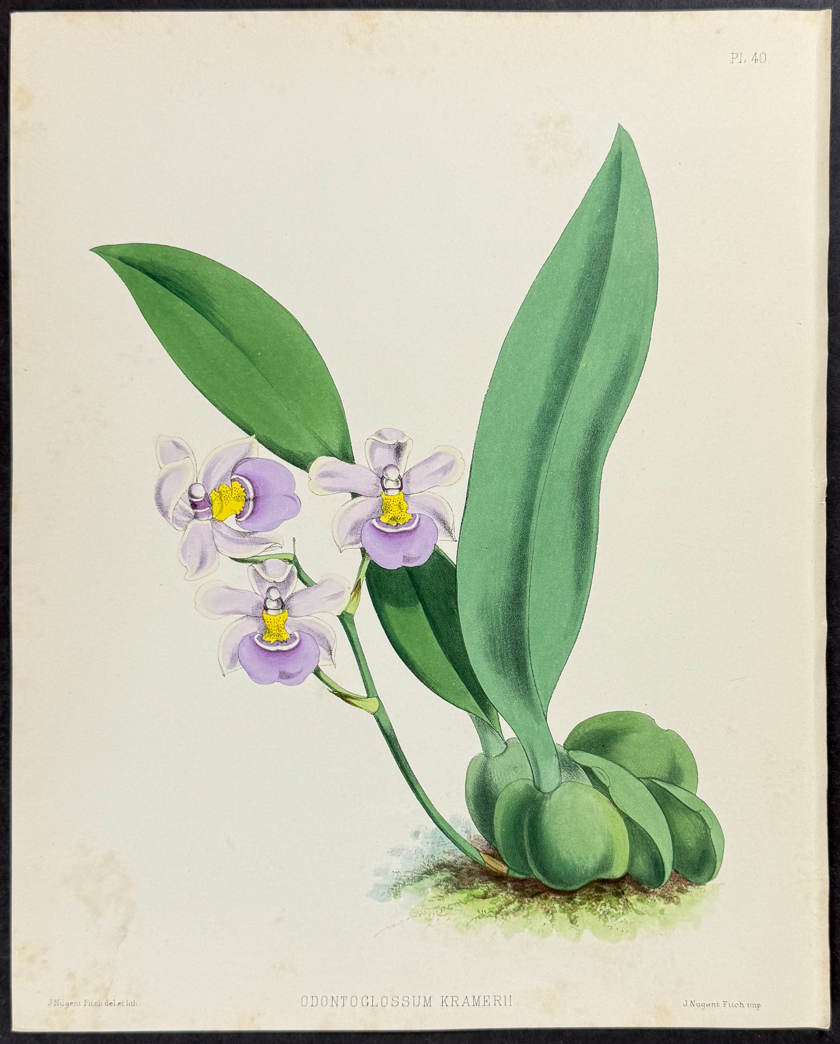 Orchid - Odontoglossum Kramerii