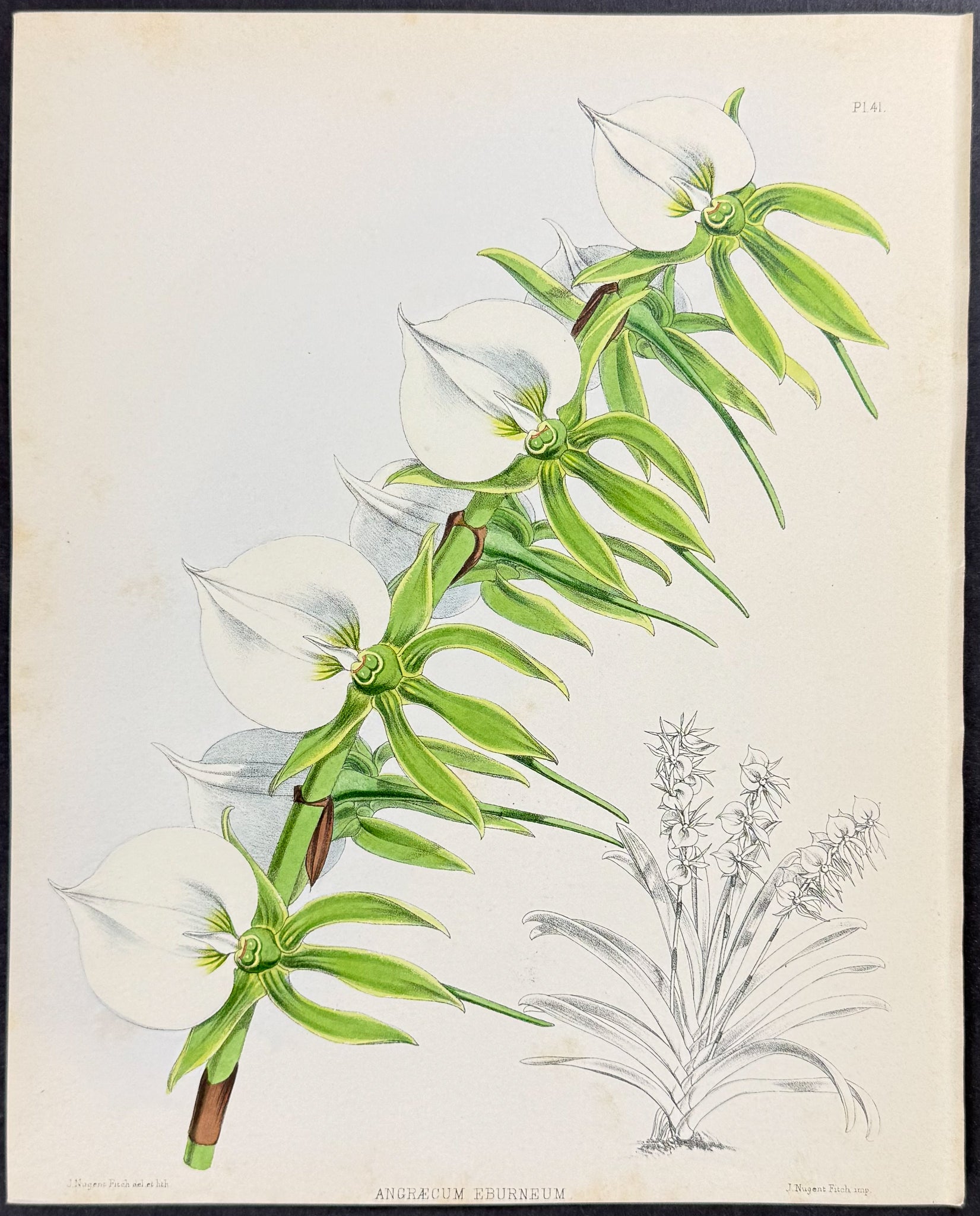 Orchid - Angraecum Eburneum