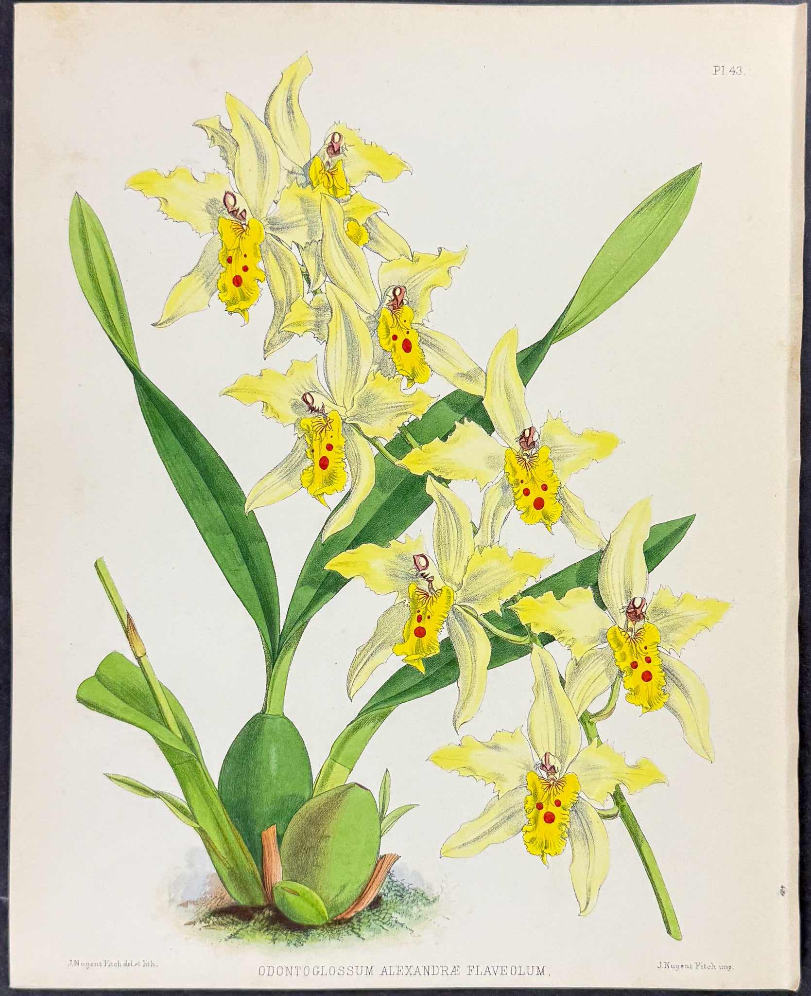 Orchid - Odontoglossum Alexandrae Flaveolum
