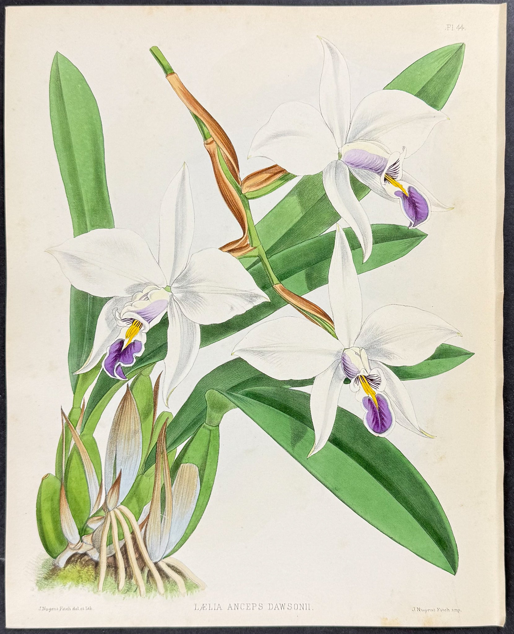 Orchid - Laelia Anceps Dawsonii
