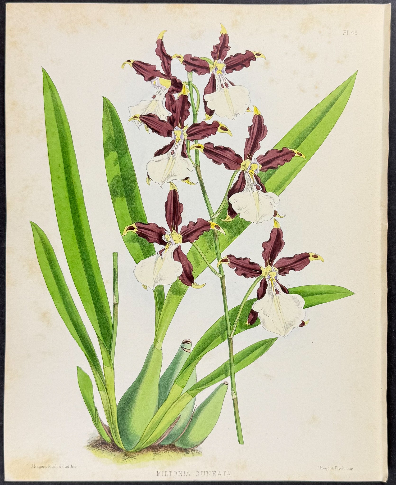 Orchid - Miltonia Guneata