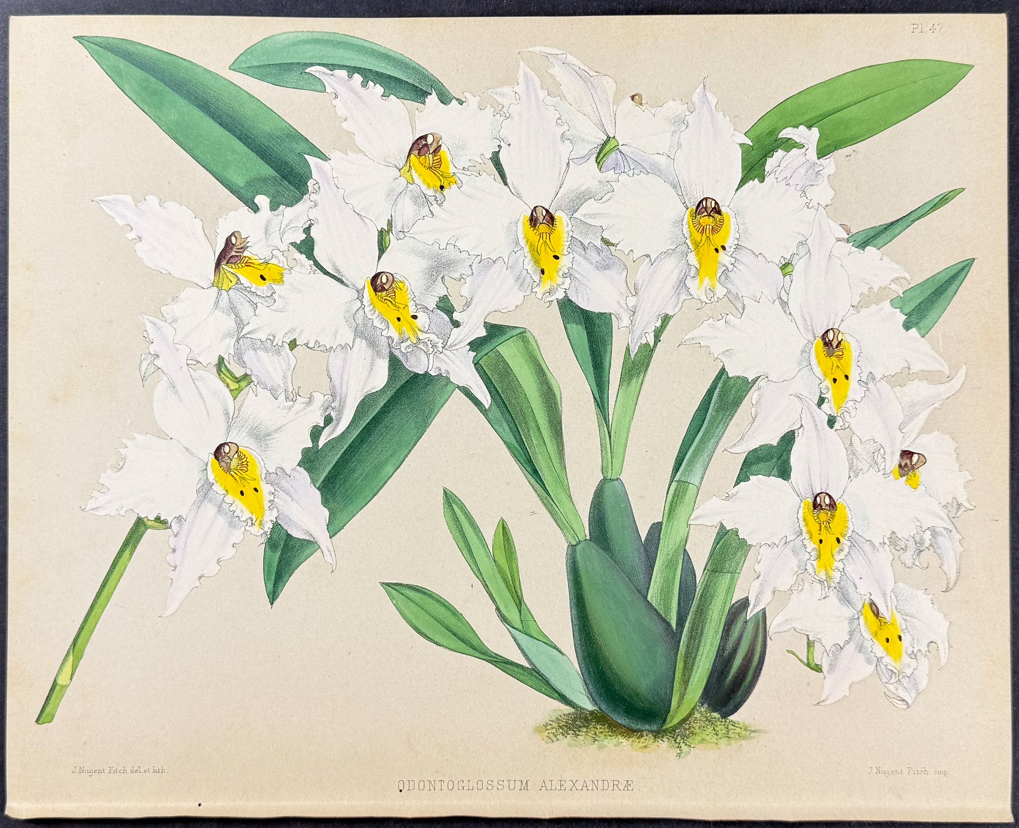 Orchid - Odontoglossum Alexandrae