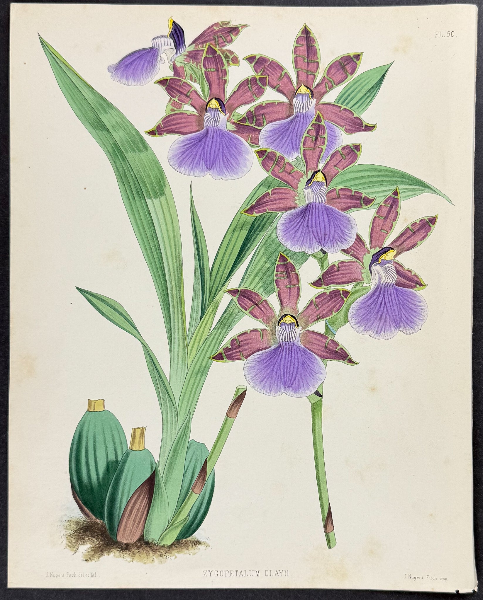 Orchid - Zygopetalum Clayii