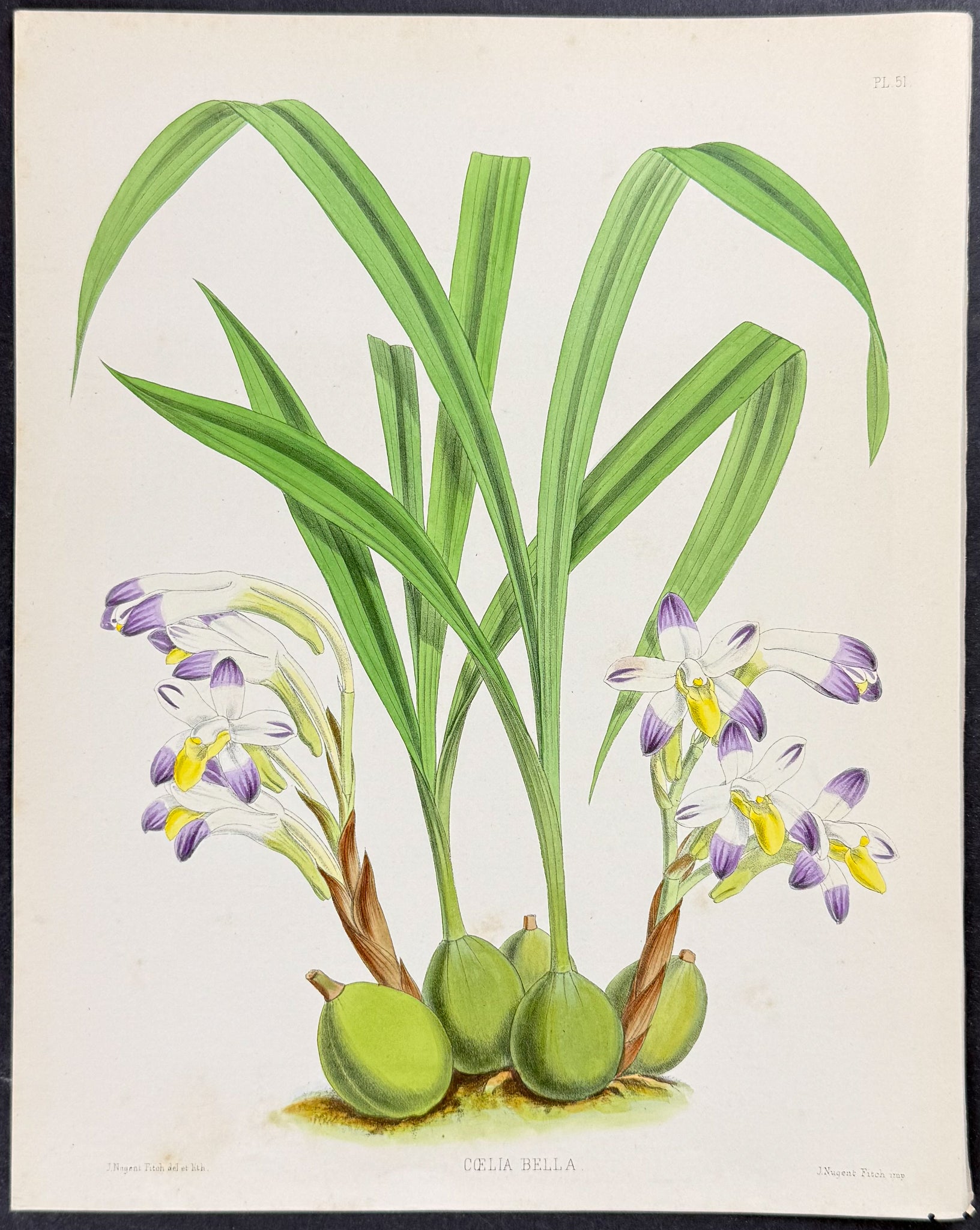 Orchid - Coelia Bella