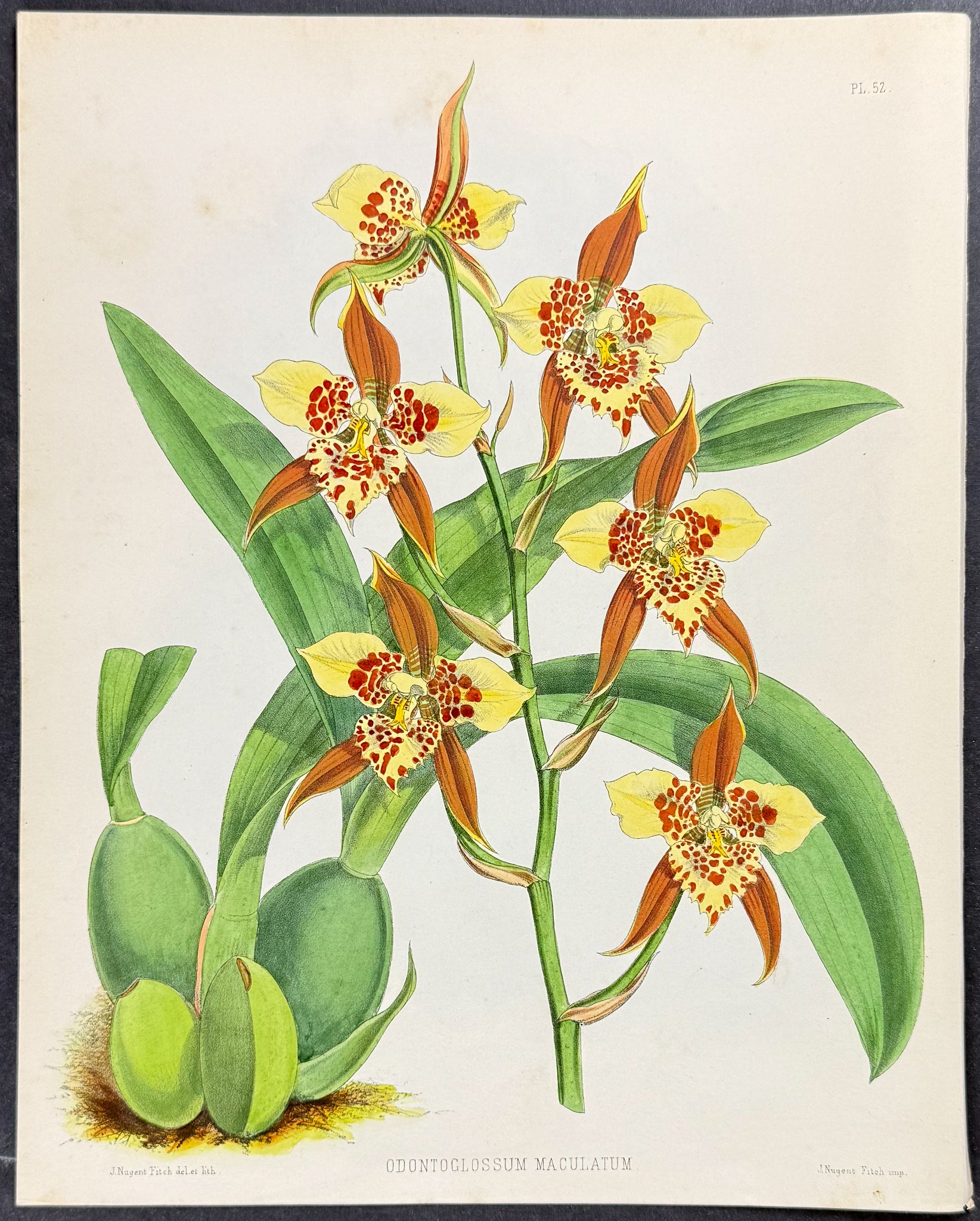 Orchid - Odontoglossum Maculatum