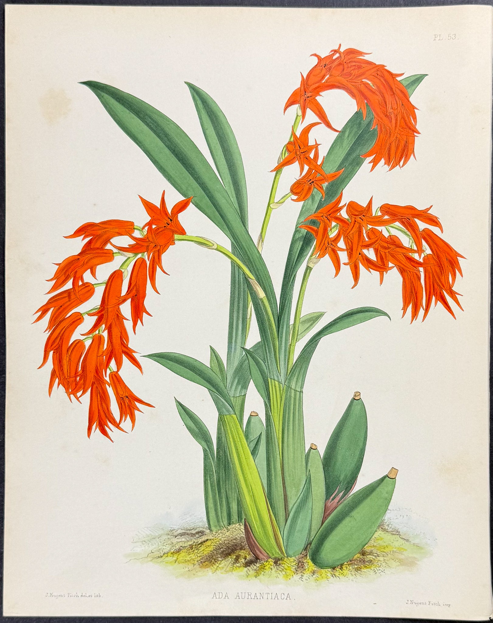 Orchid - Ada Aurantiaca