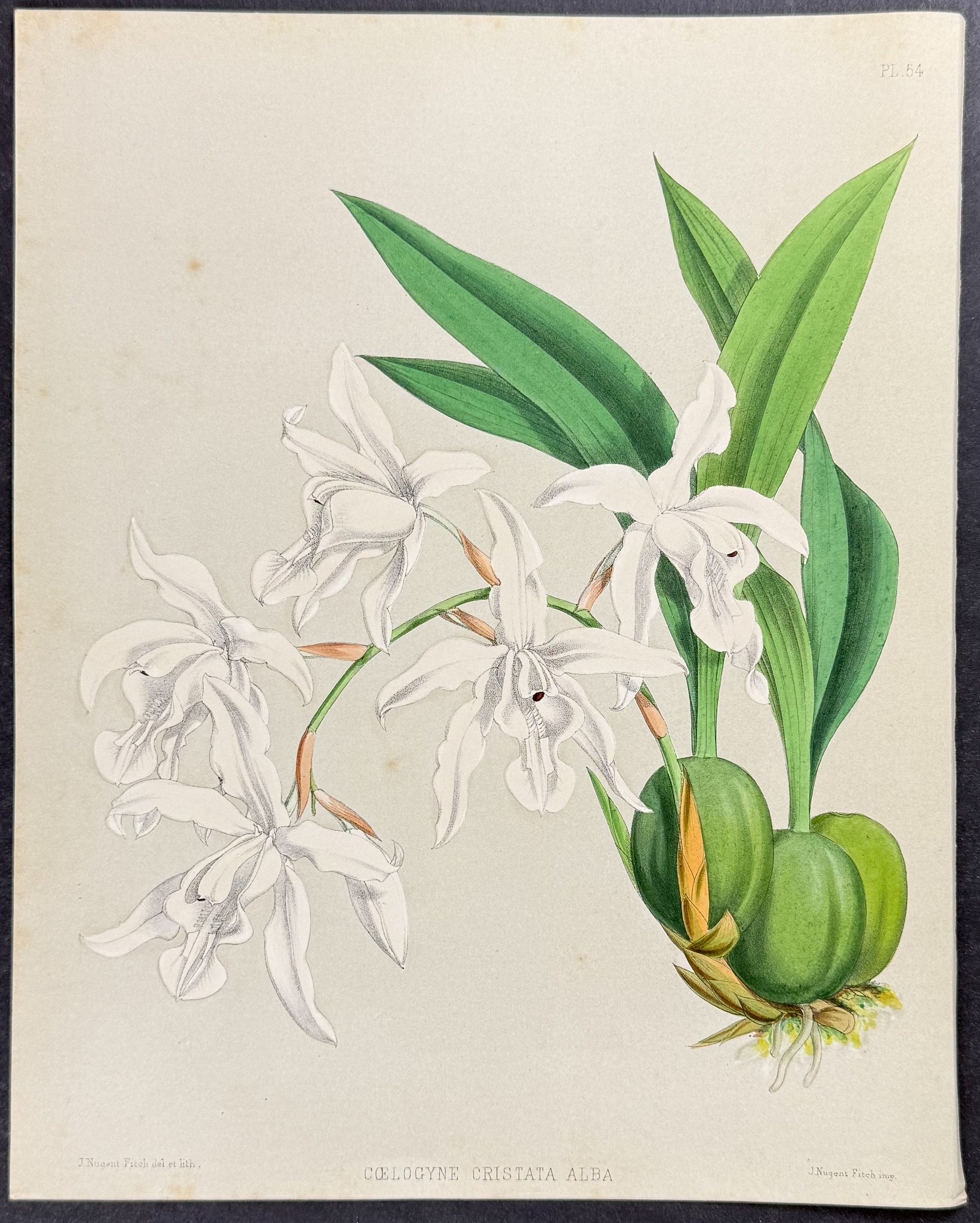 Orchid - Coelogyne Cristata Alba
