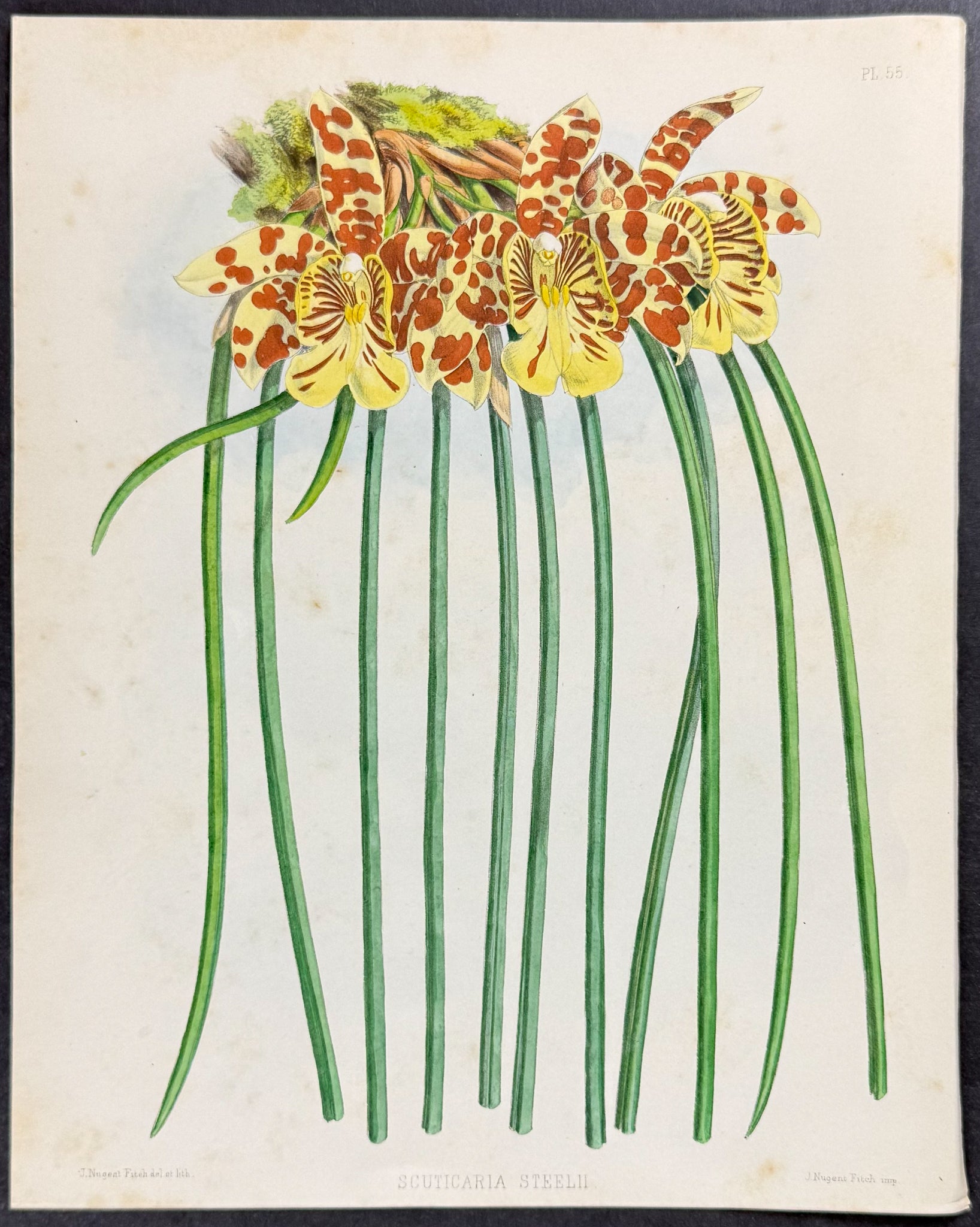 Orchid - Scuticaria Steelii
