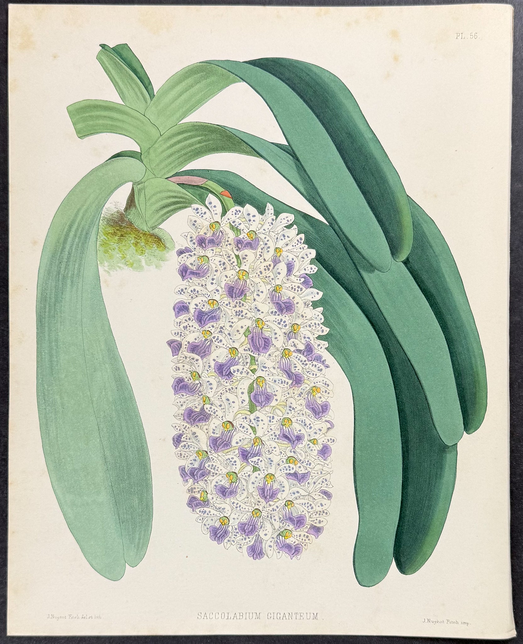 Orchid - Saccolabium Giganteum