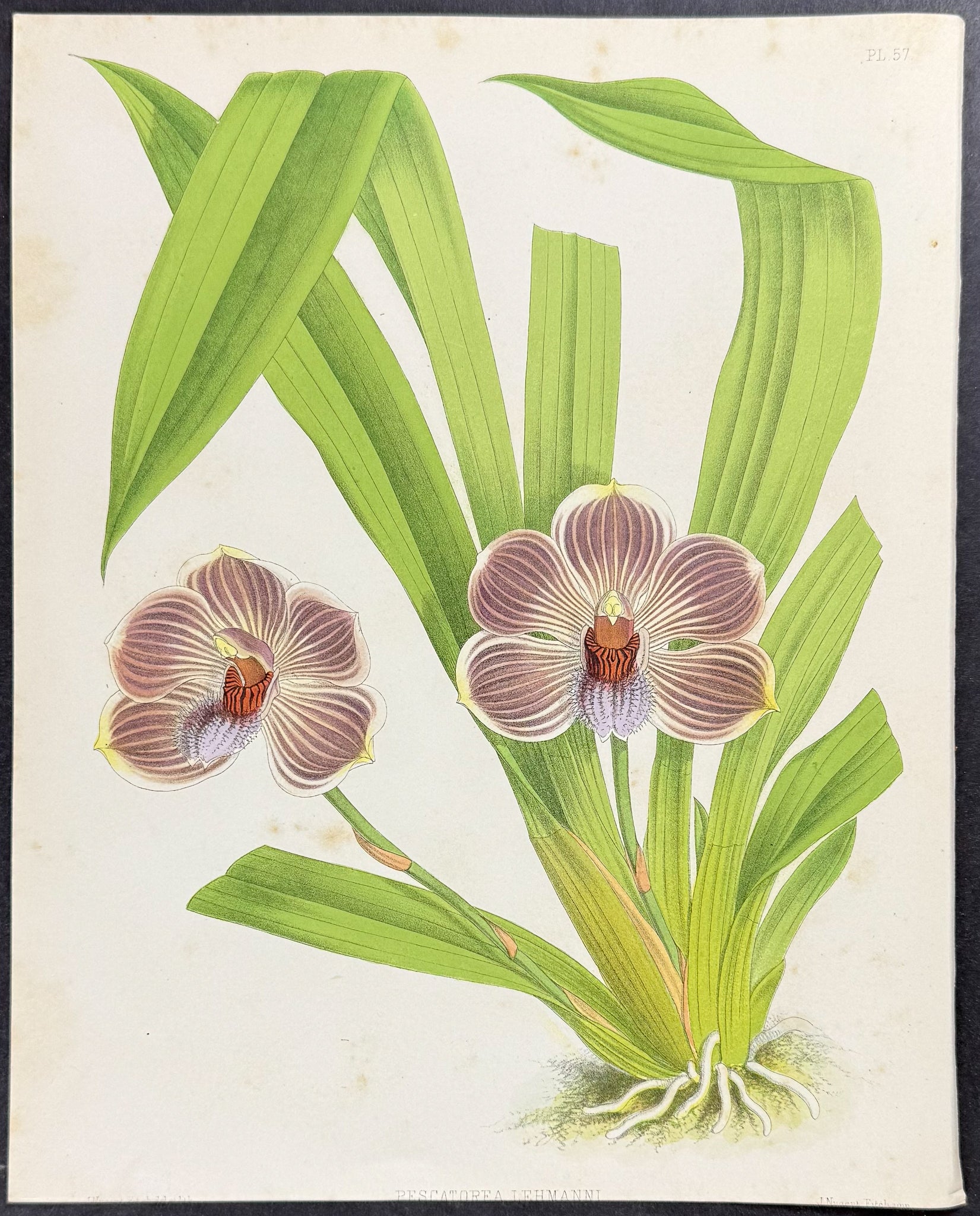 Orchid - Pescatorea Lehmannii