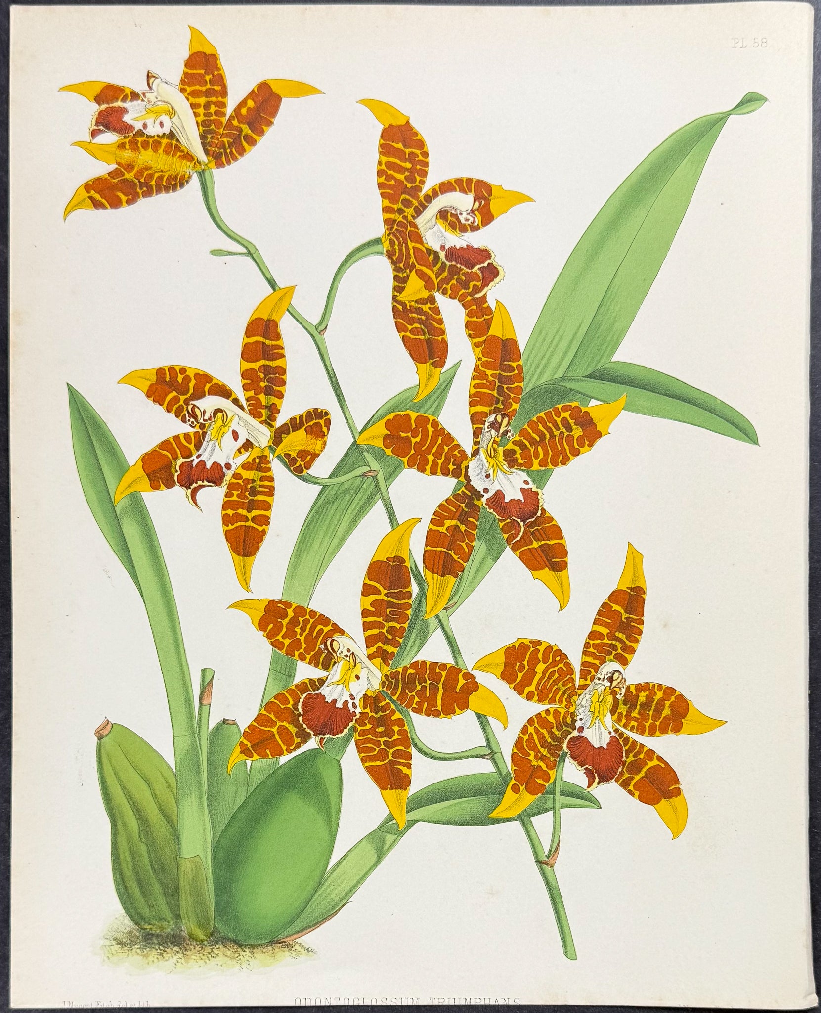 Orchid - Odontoglossum Triumphans