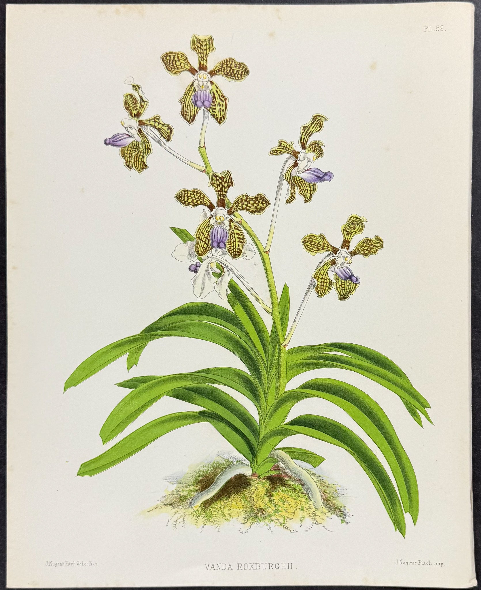 Orchid - Vanda Roxburghii