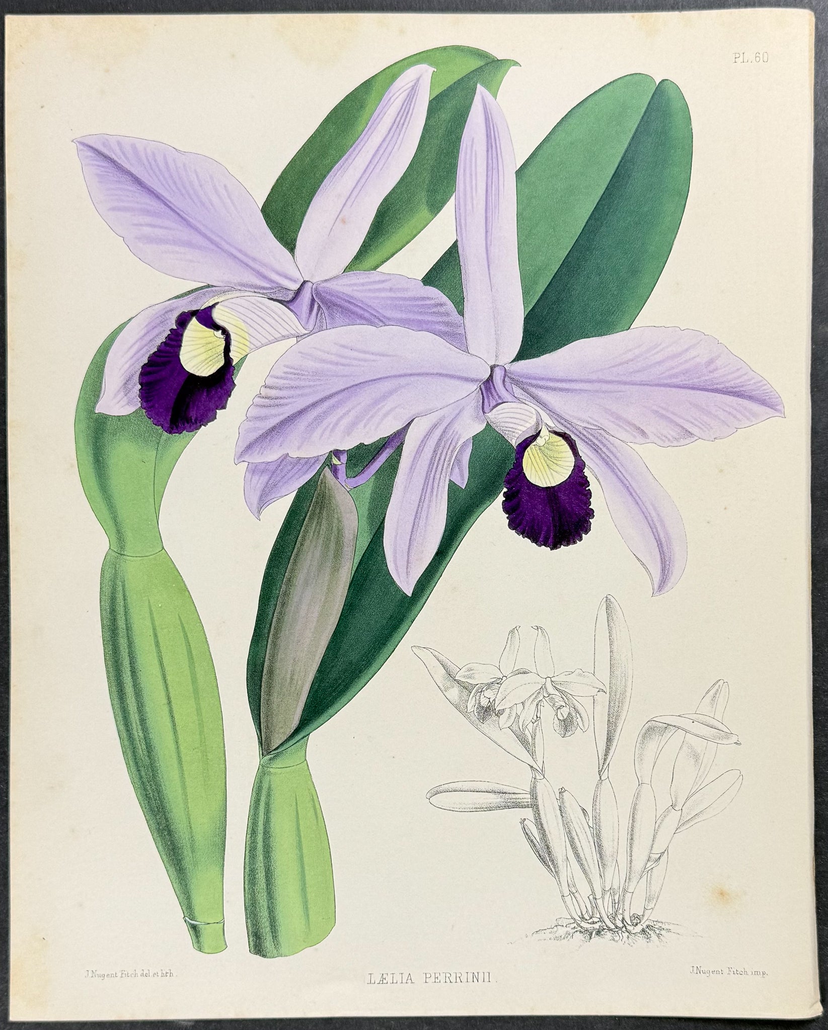 Orchid - Laelia Perrinii